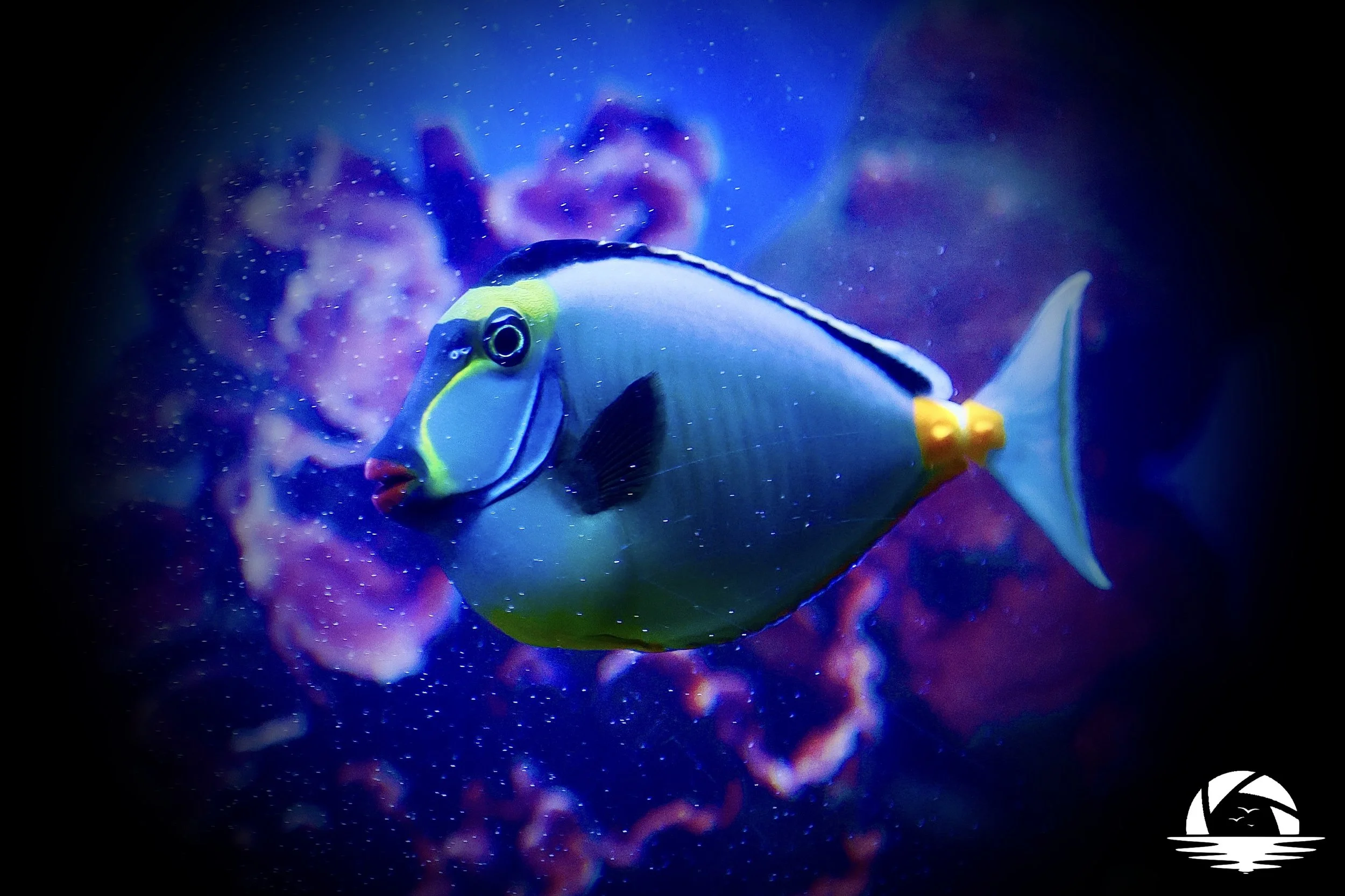 Hawaiian Sealife #3