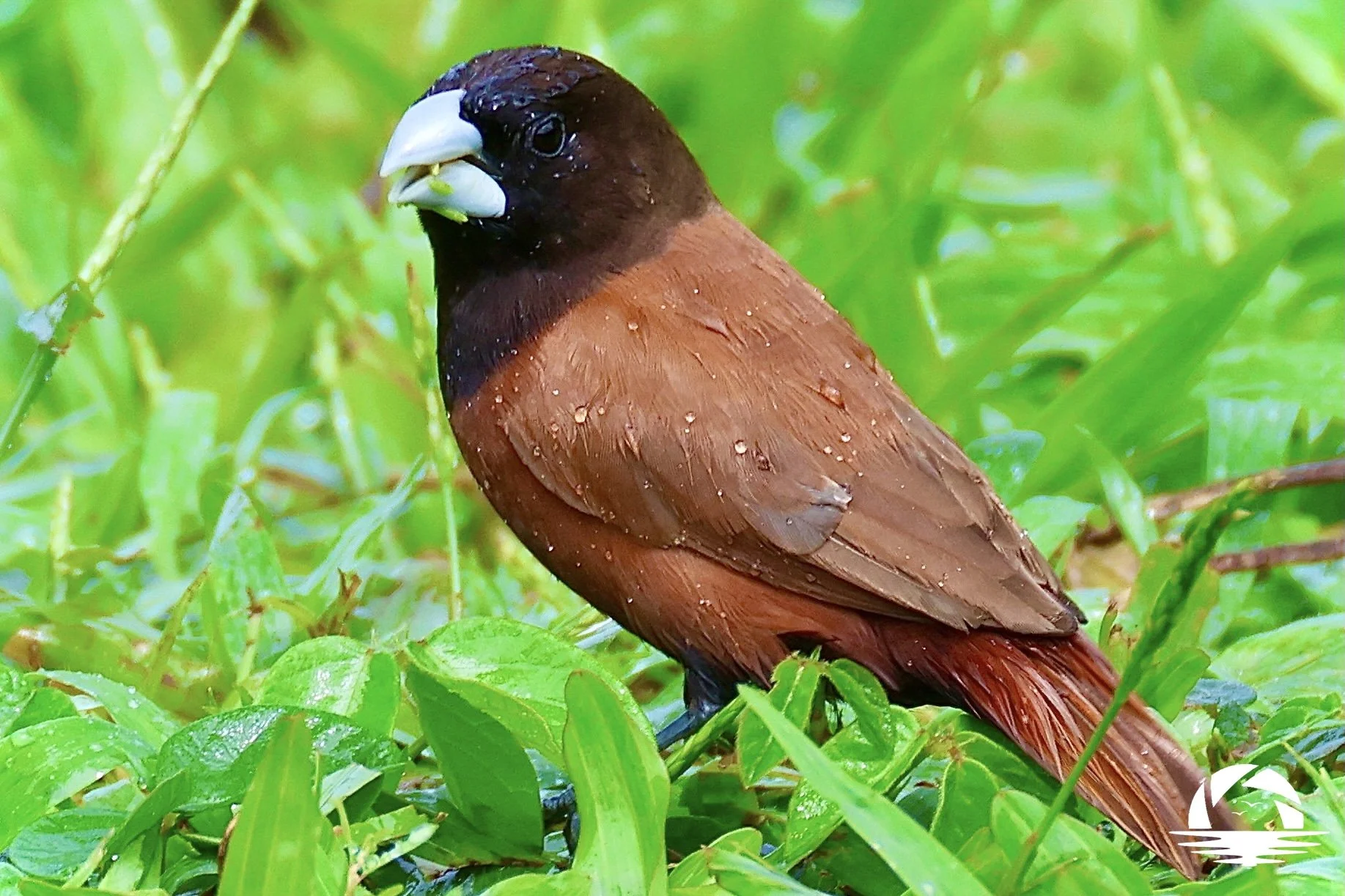 Hawaiian Bird #9