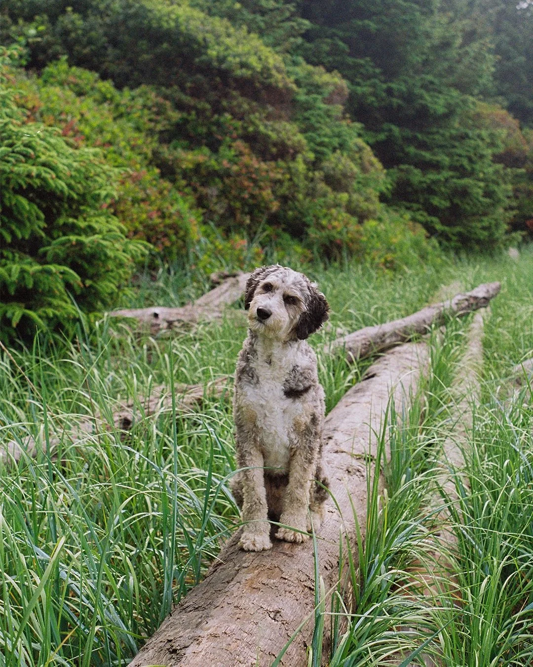 6 years of dog 
anyone that knows me, knows that by just existing, this little buddy has done more good for me than I could ever properly put into words

sooo to continue on with my ollie appreciation posting spree, here&rsquo;s some film from our da