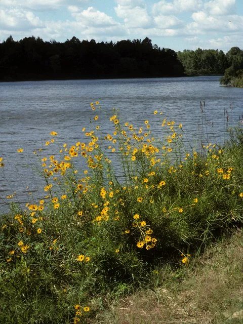Native Plants, Place & Meaning : A Talk at LSU's Glassell Gallery