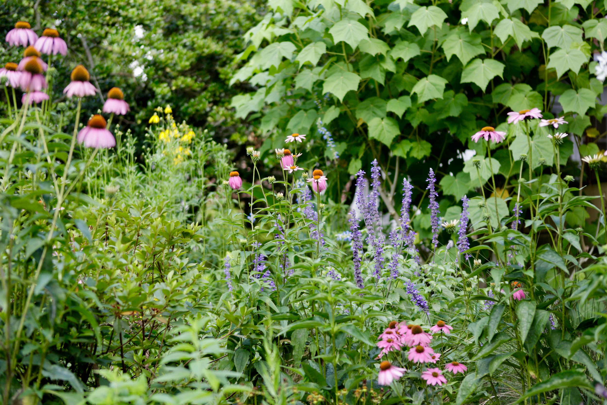 Hilltop Plant Fest