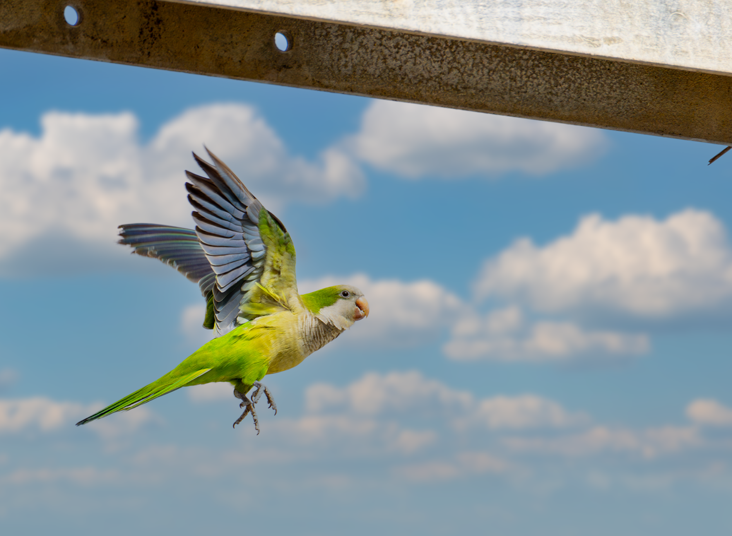 Sharp parakeet final.png