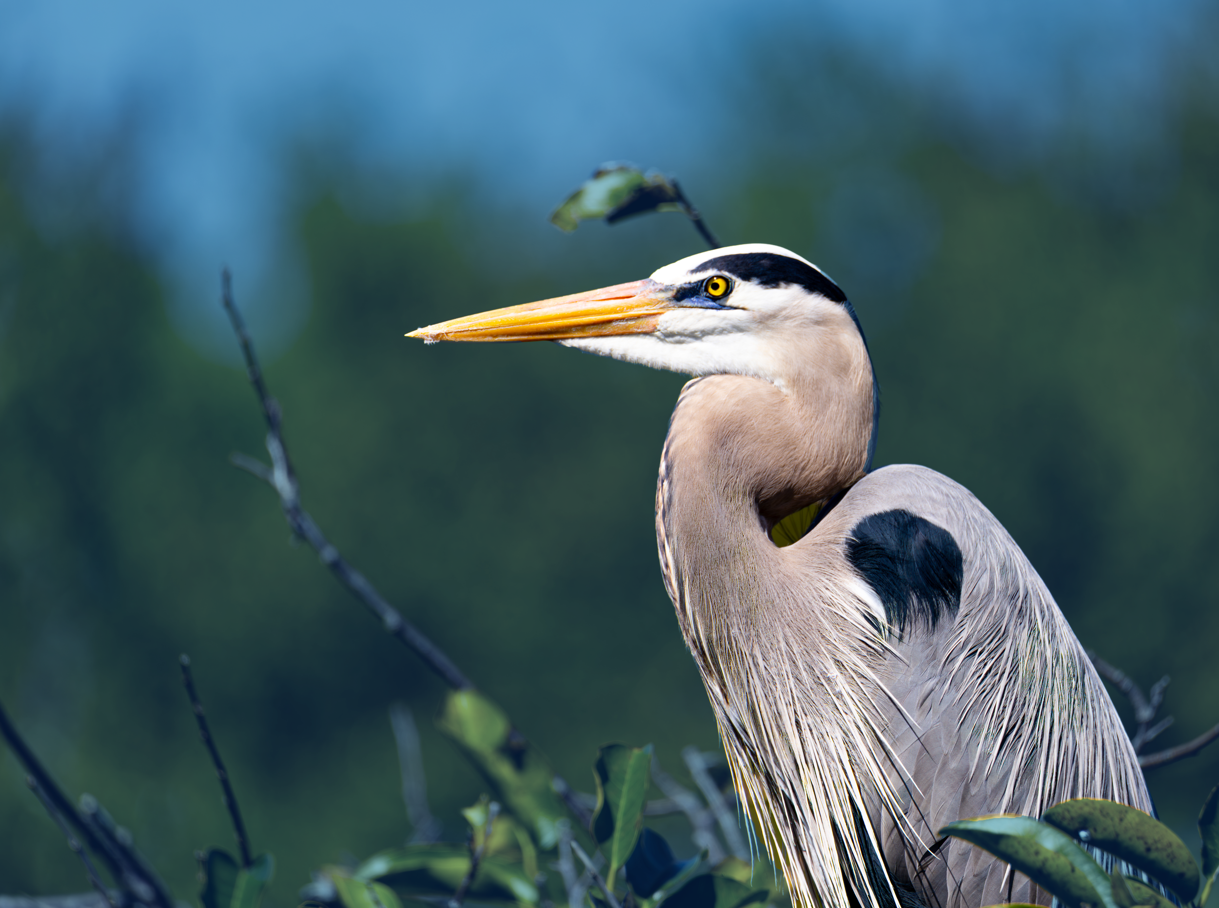 Heron Color Graded.png