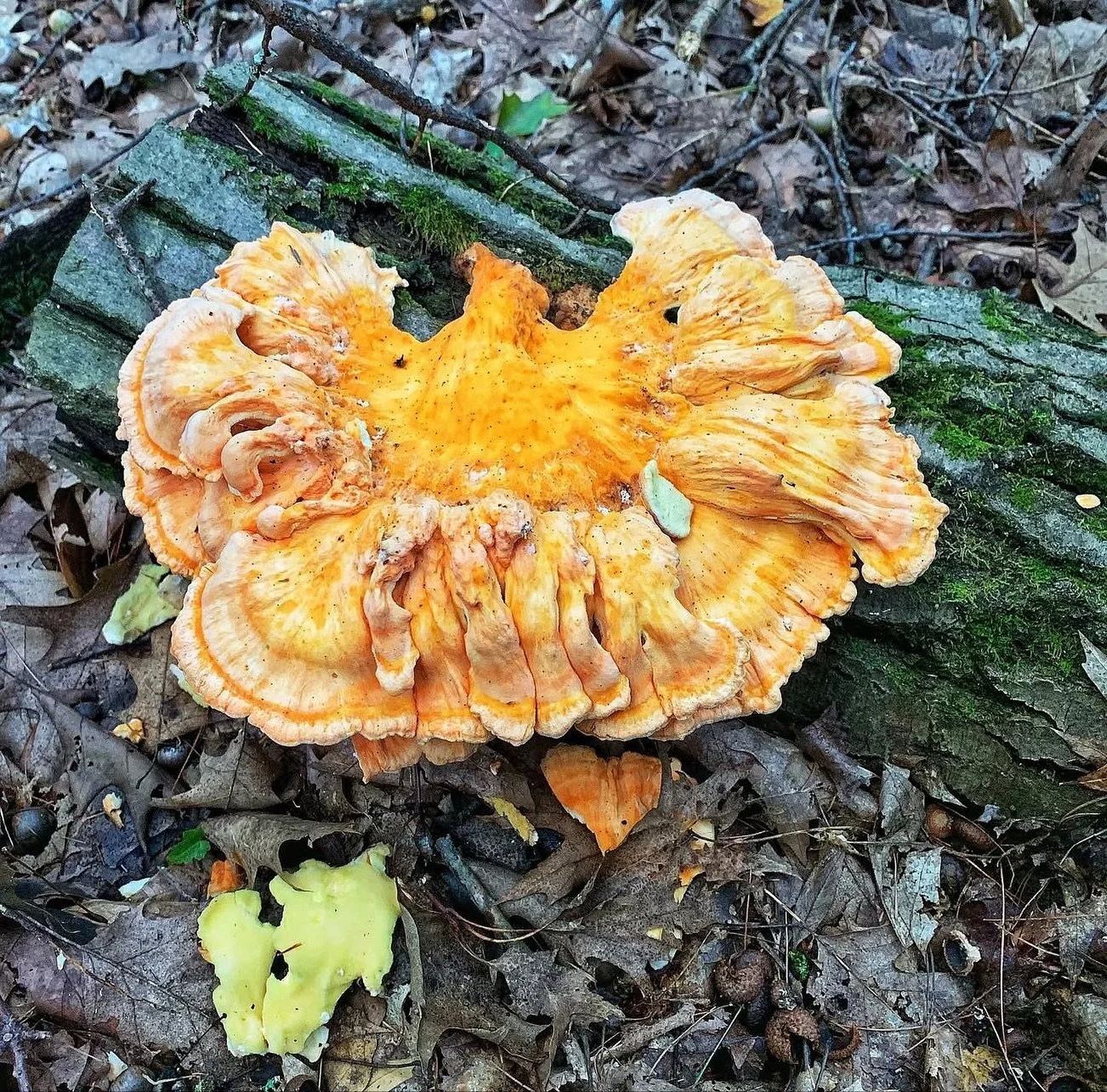 Chicken of the woods is one of my favorite mushrooms! Breaded and fried it is as good if not better than fried chicken! 🍄&zwj;🟫#gourmetmushrooms #mushrooms #chickenofthewoods #forage #wildfood #localfoods #foodie #redrockschef