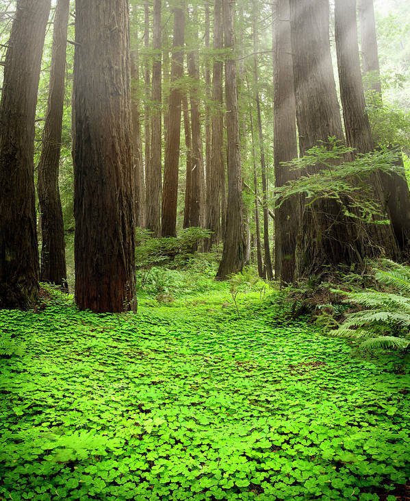 redwood.jpeg
