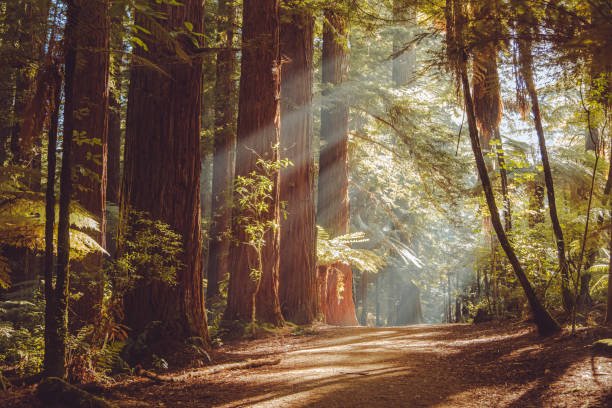 RedwoodsDim.jpeg