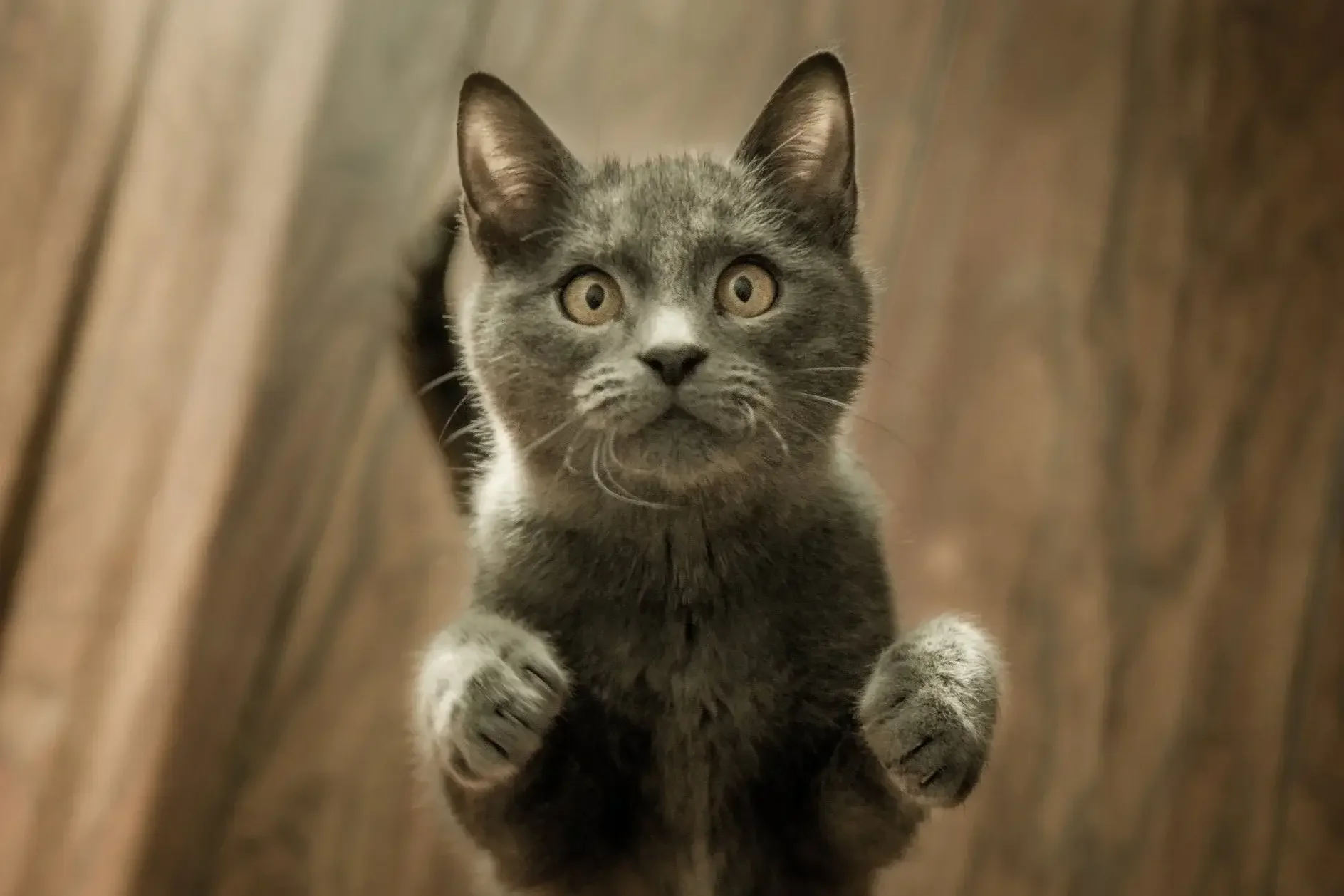 Gray kitten with yellow eyes jumping between two brown wooden surfaces.