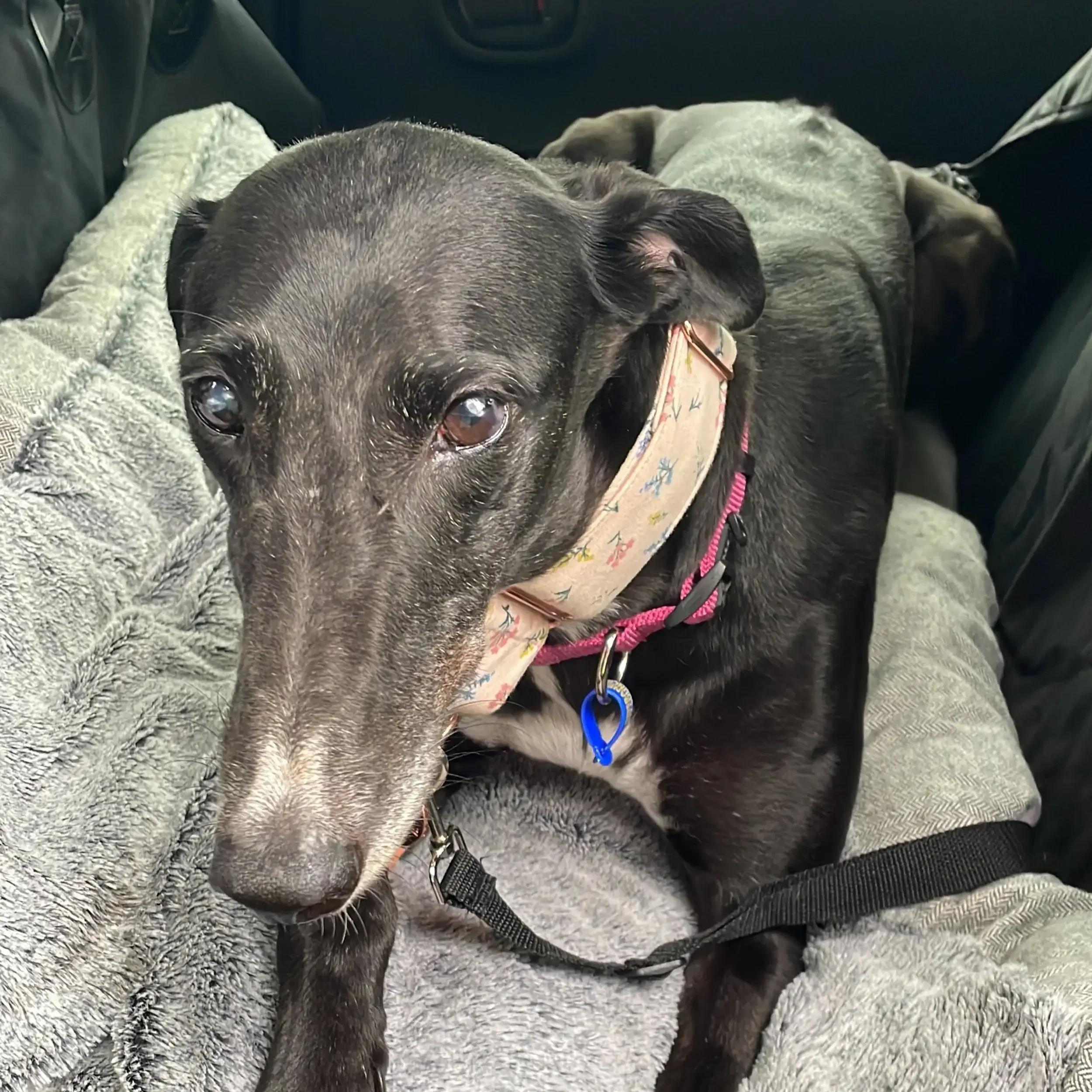 A black dog with a floral collar sitting on a person's lap in a vehicle, looking at the camera.