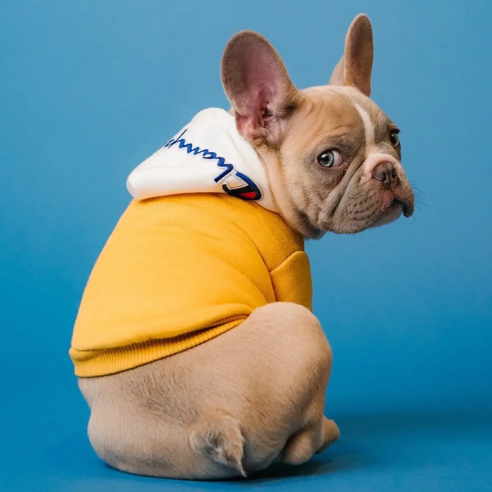 A French Bulldog puppy wearing a yellow hoodie and a white Champion hoodie, sitting against a blue background.