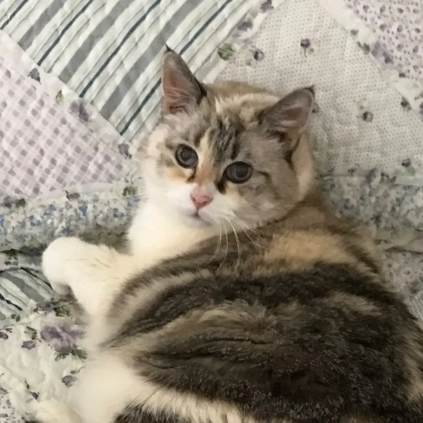 A kitten with light brown and gray fur lying on floral and patterned fabric, looking at the camera.