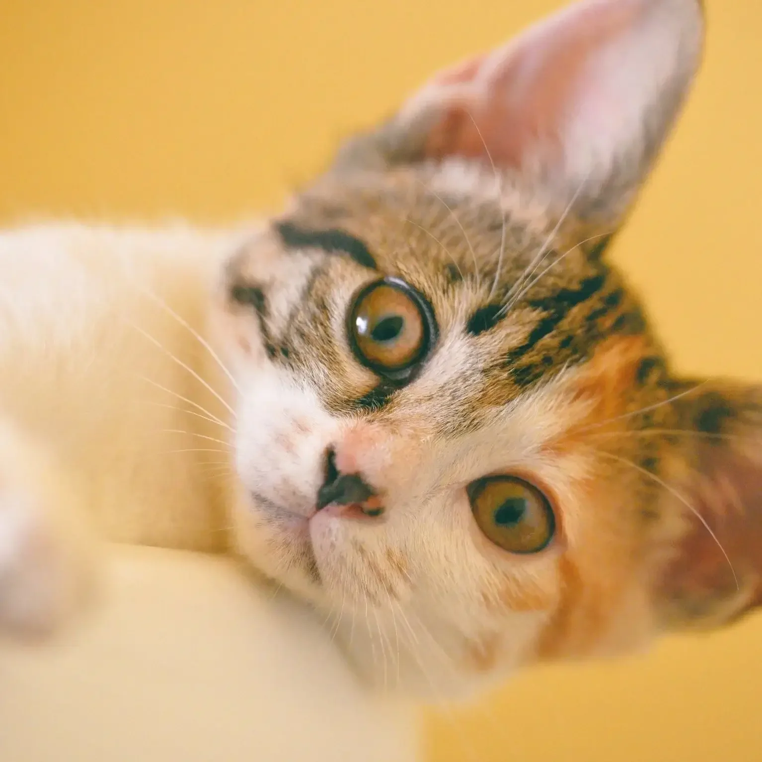 Close-up of a young kitten lying down with a yellow background.