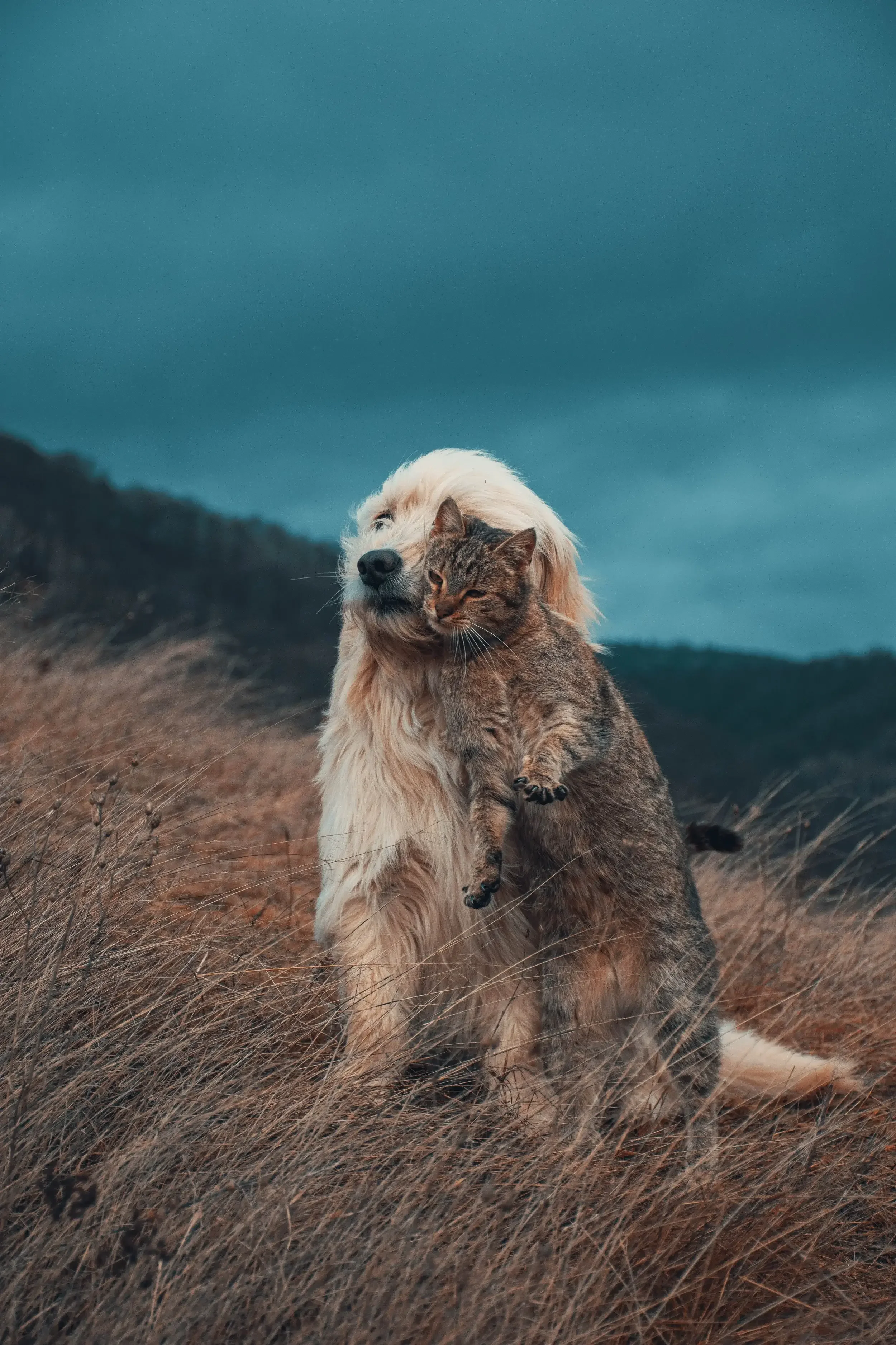 A golden retriever dog sitting in a field with dry grass, hugging a tabby cat, against a cloudy sky and mountain backdrop.