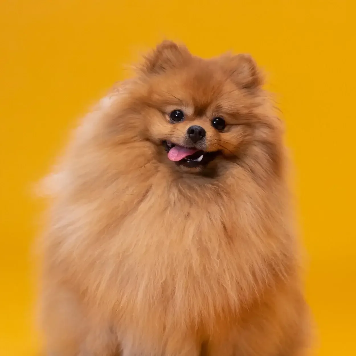 A fluffy Pomeranian dog with a happy expression and tongue out, against a yellow background.