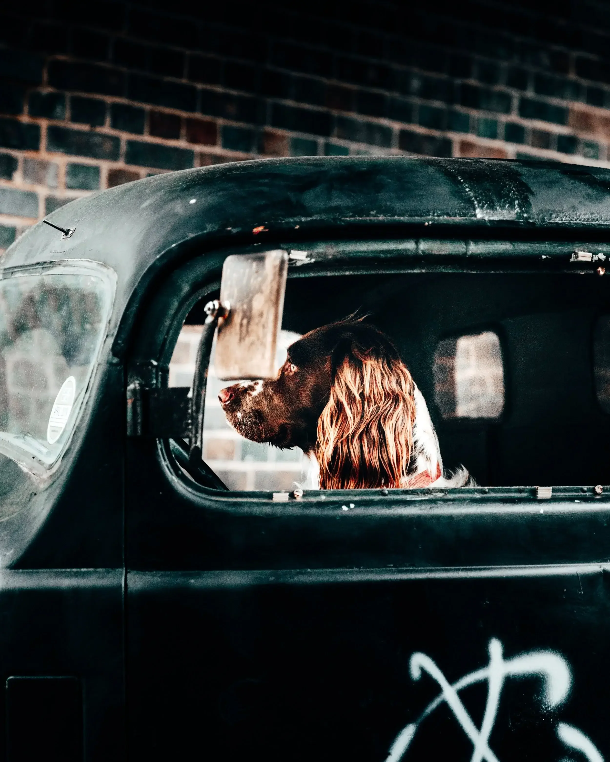 A dog with long ears and brown and white fur sitting inside an old, black, weathered vehicle, looking out of the window.