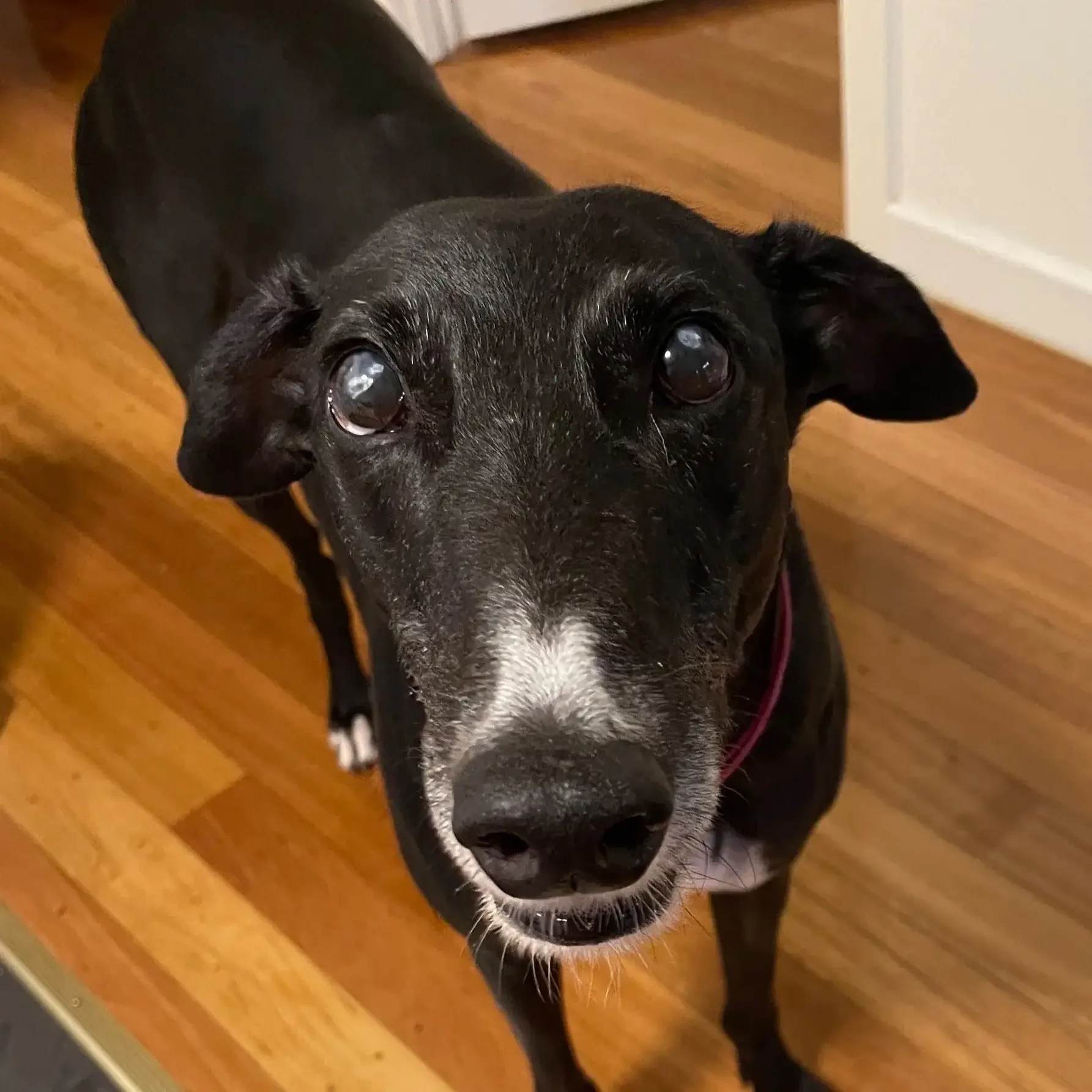 Close-up of a black dog with white markings on its face, looking up at the camera inside a home.