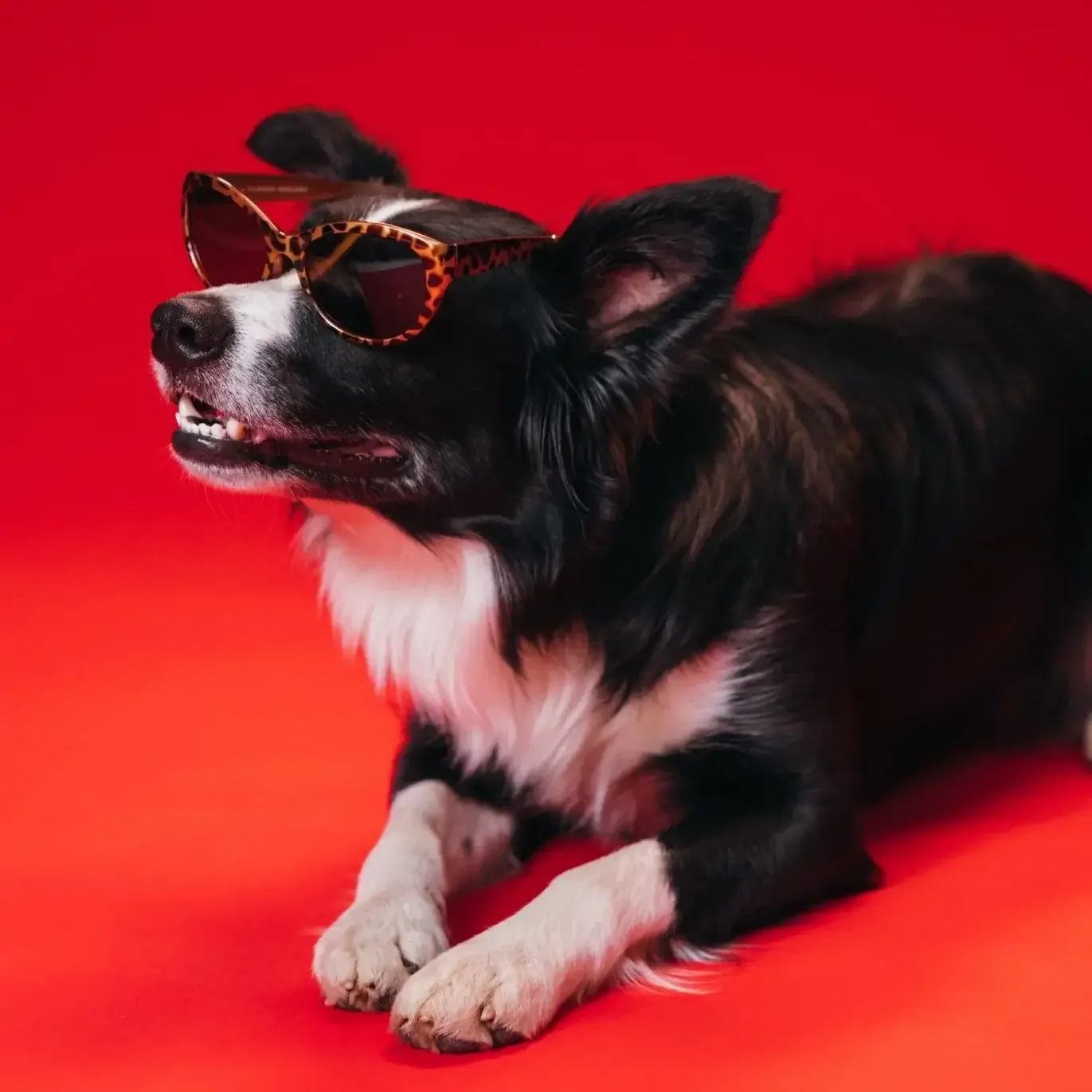 A black and white dog wearing leopard-print sunglasses against a red background.