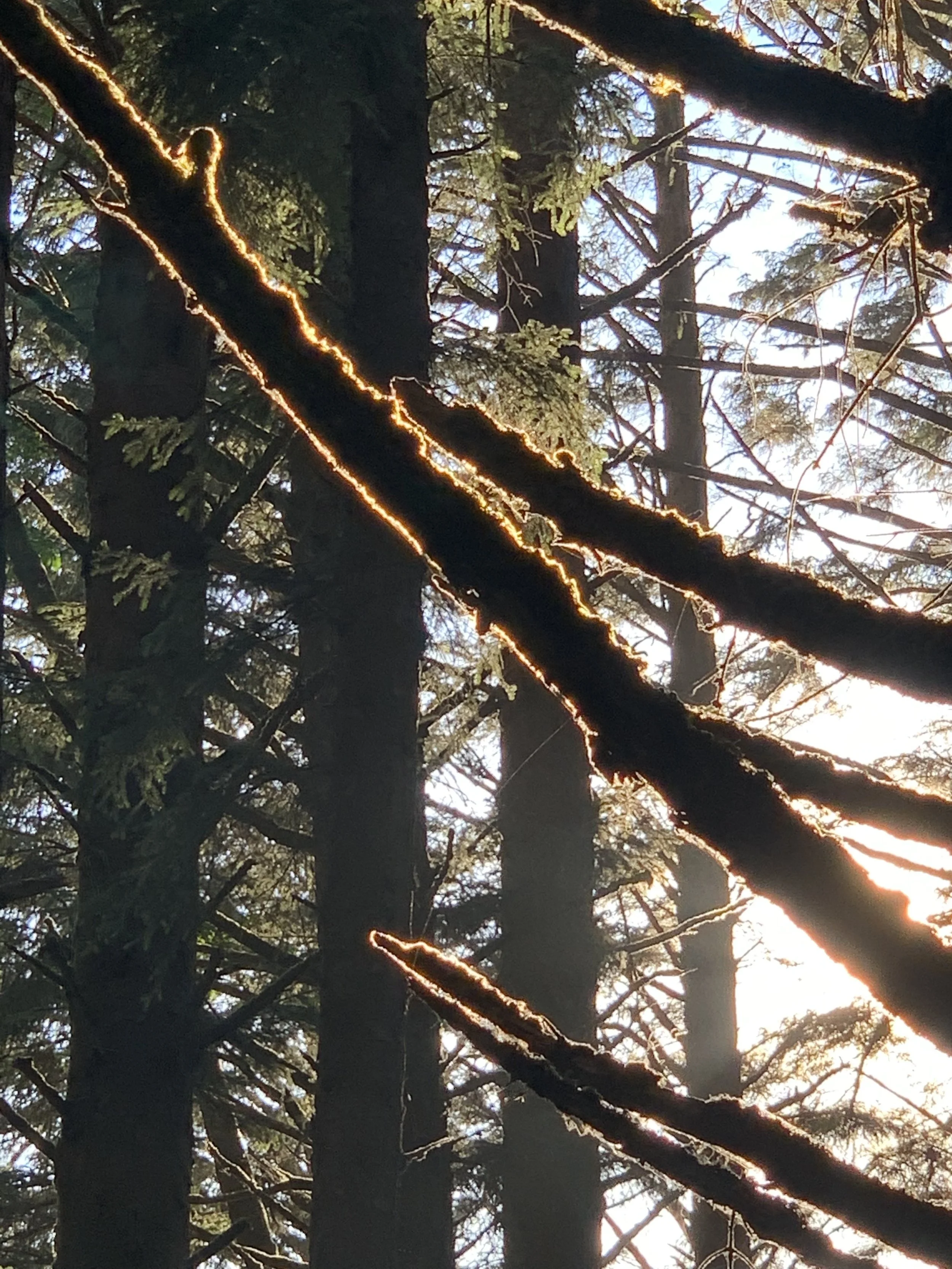 April Circle Lab: Collective Wisdom and Collective Folly