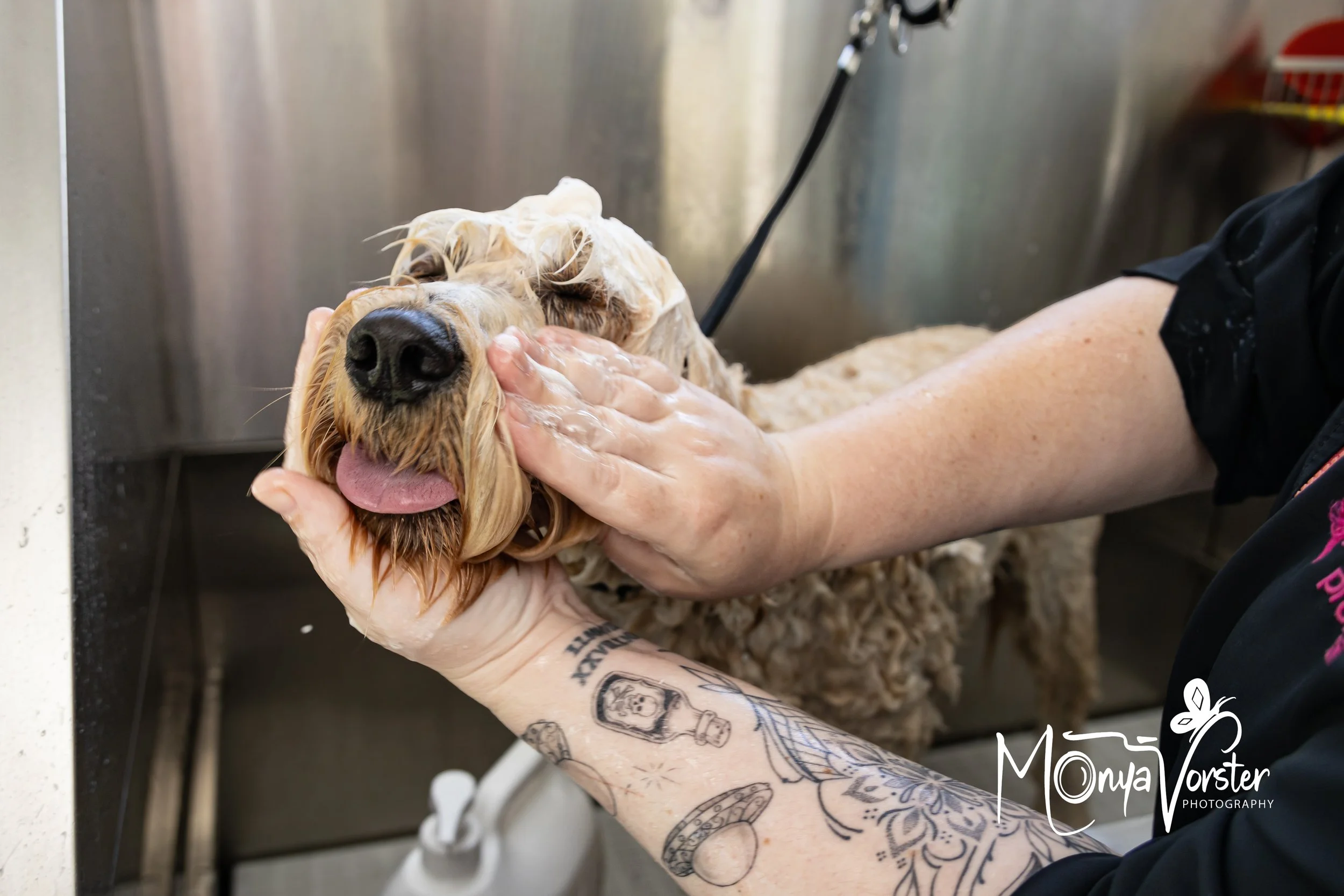 Kiwi Paws Jade 2024 Social media-36.JPG