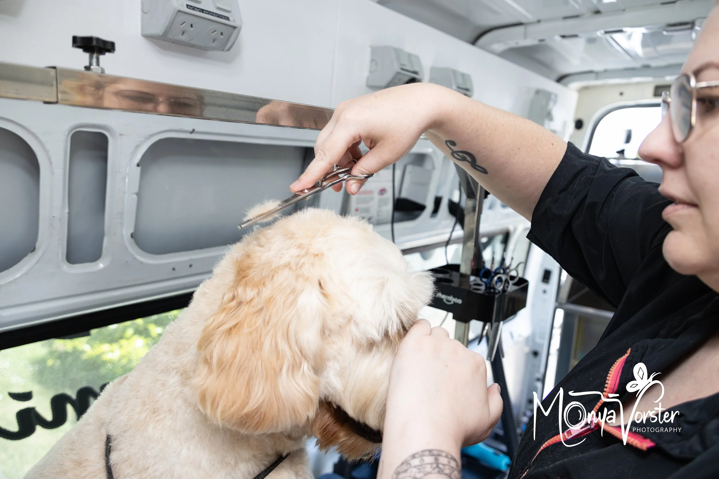 Kiwi Paws Jade 2024 Social media-15.JPG