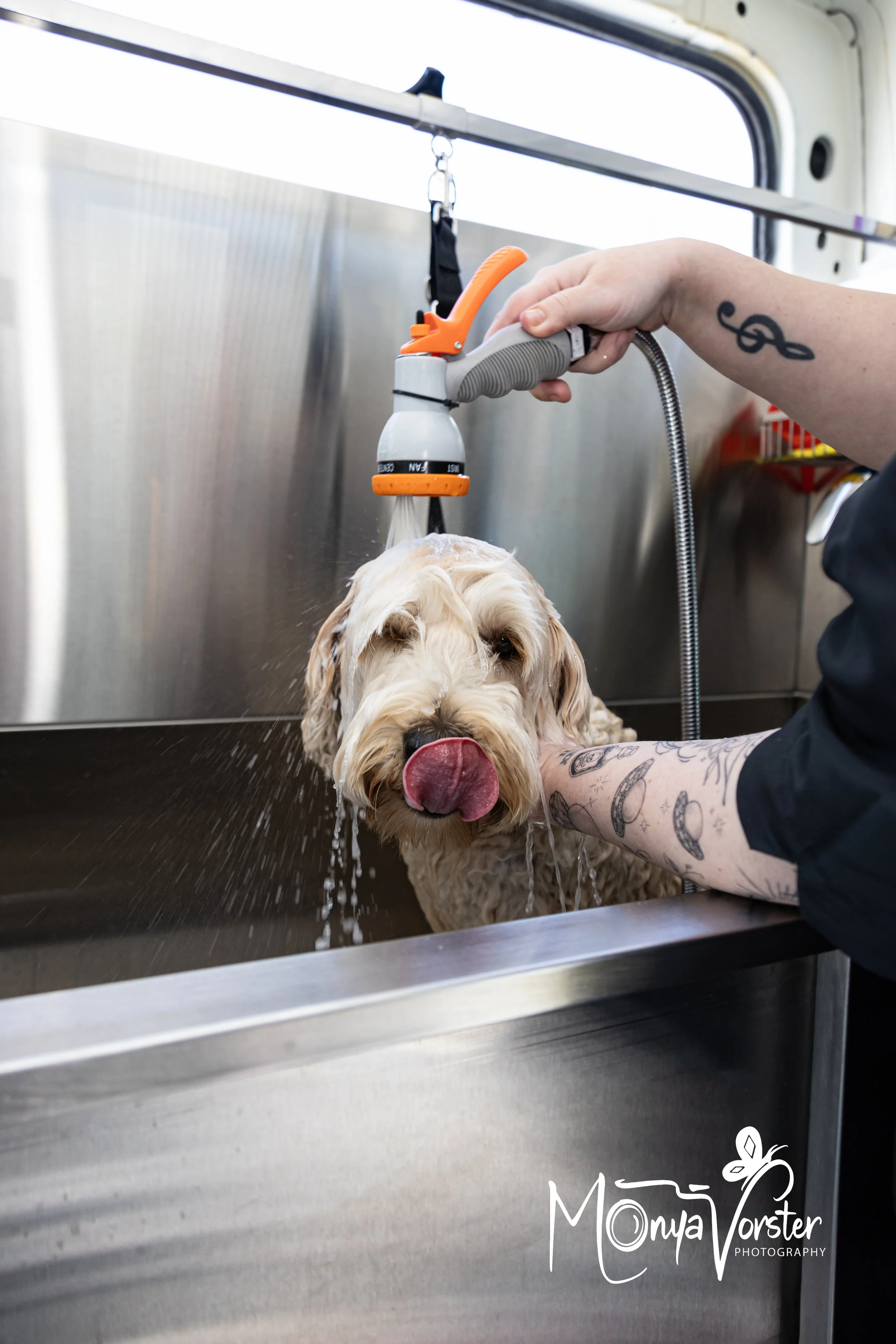 Kiwi Paws Jade 2024 Social media-38.JPG