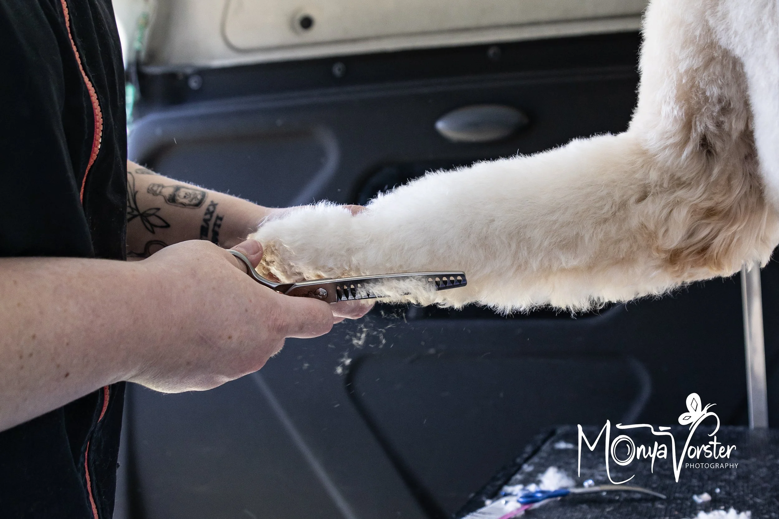 Kiwi Paws Jade 2024 Social media-11.JPG