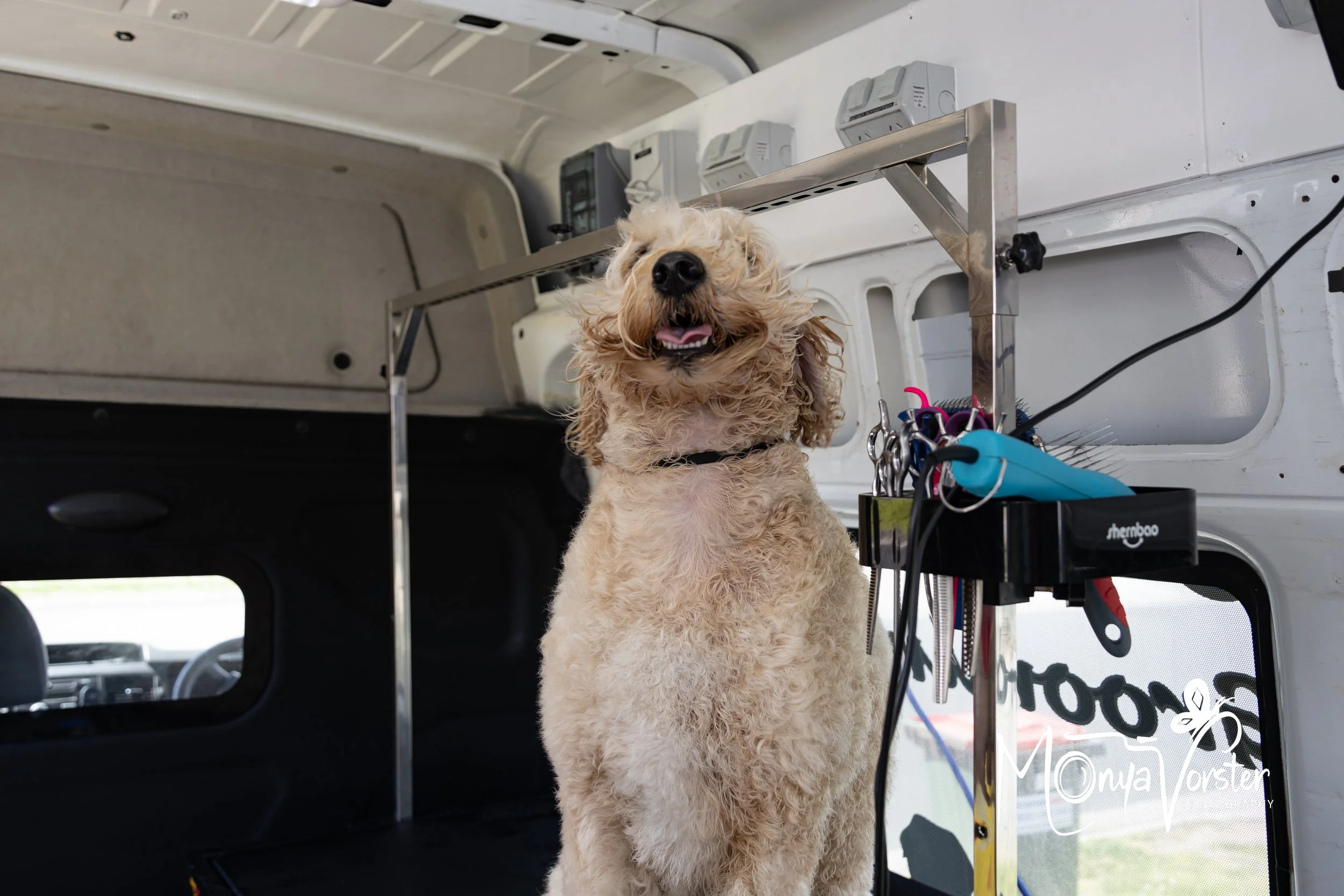 Kiwi Paws Jade 2024 Social media-30.JPG