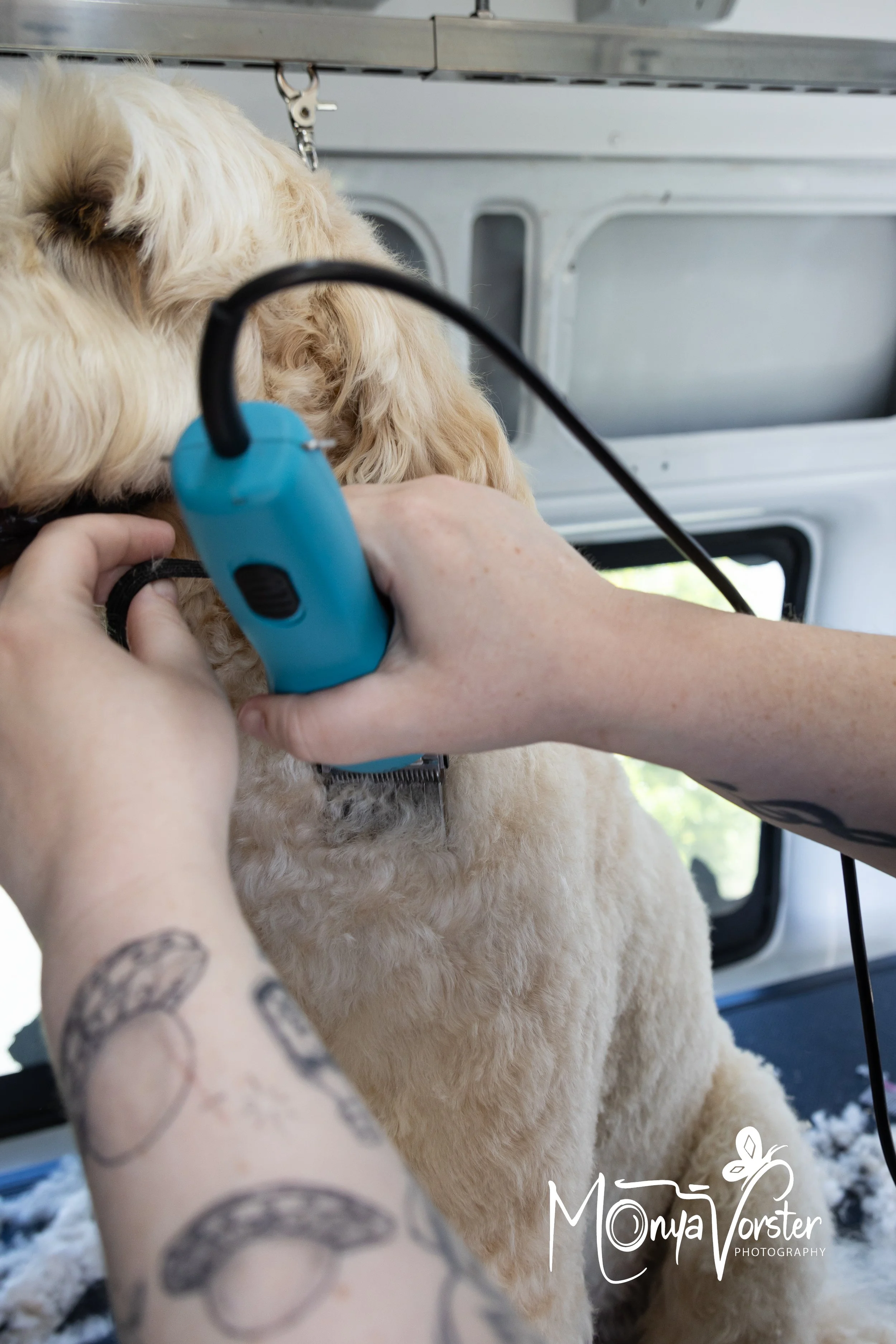 Kiwi Paws Jade 2024 Social media-20.JPG