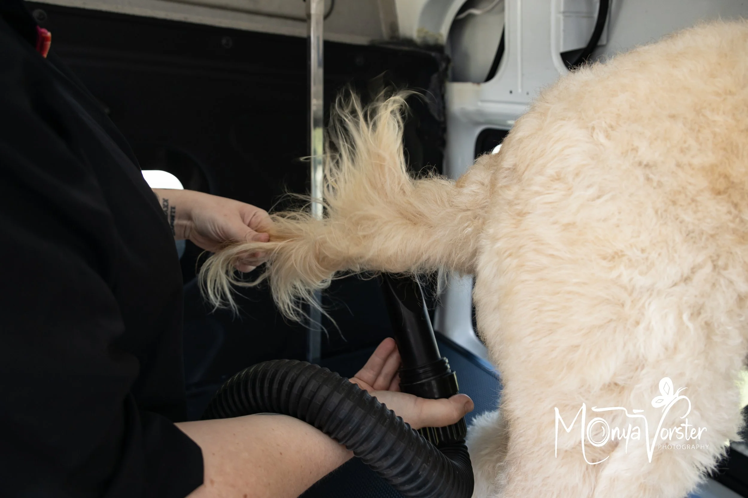 Kiwi Paws Jade 2024 Social media-25.JPG