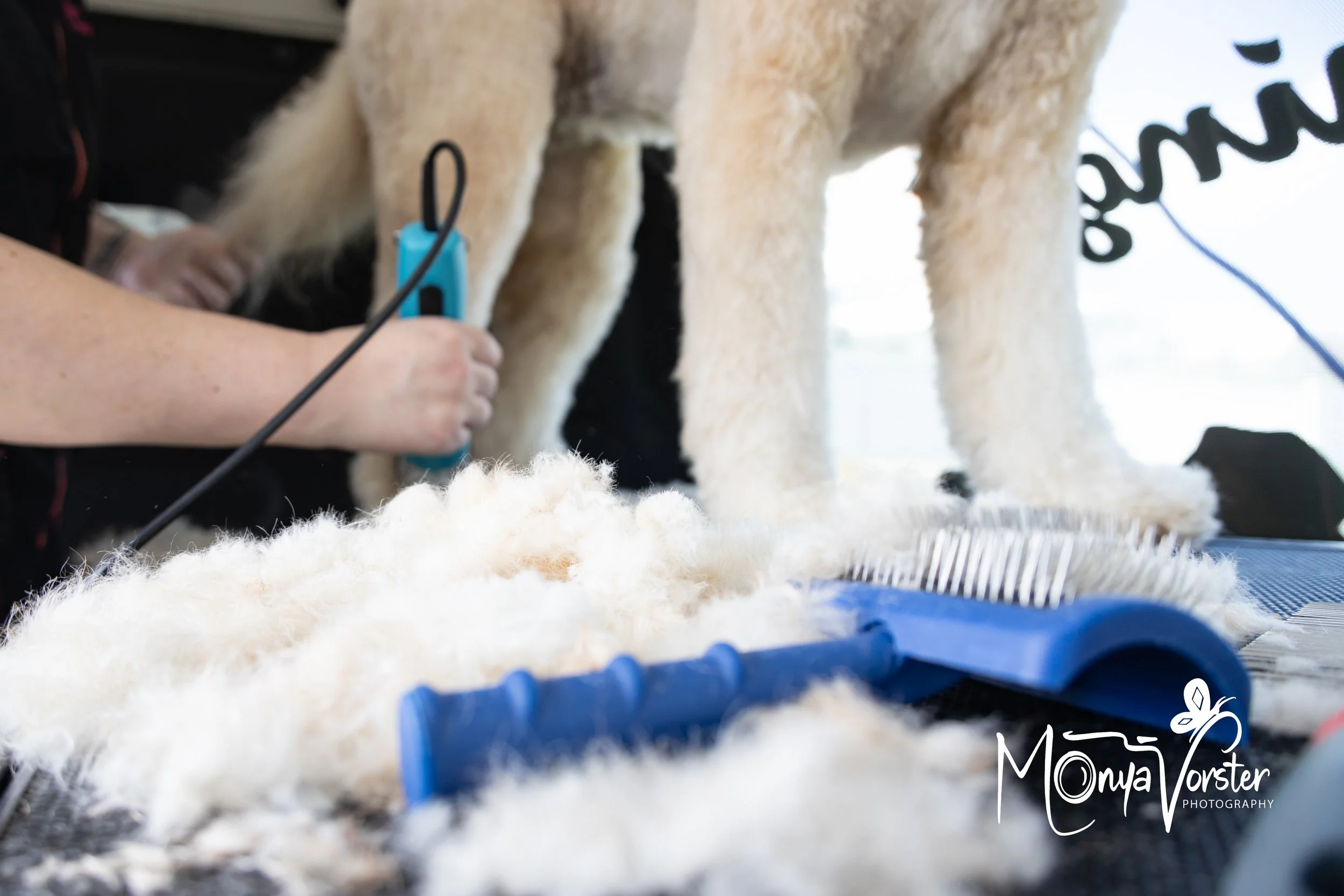 Kiwi Paws Jade 2024 Social media-18.JPG