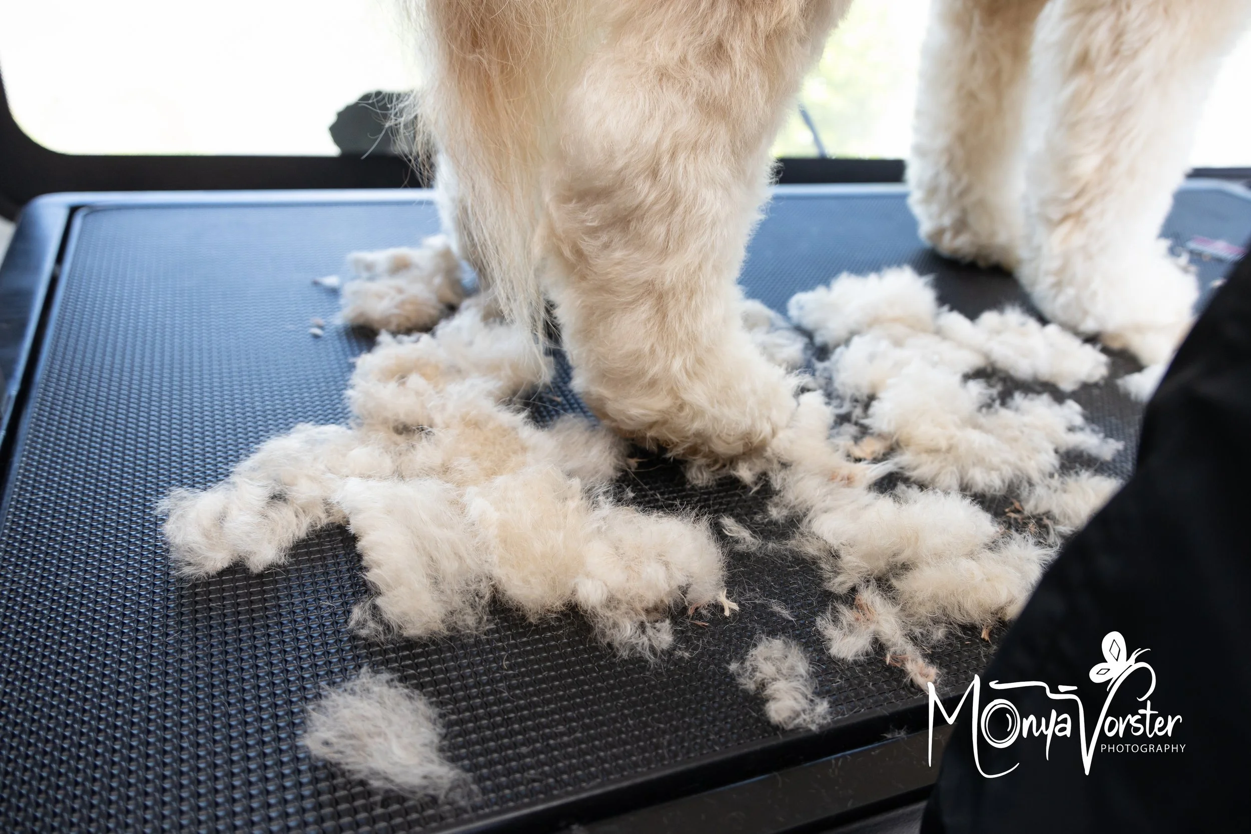 Kiwi Paws Jade 2024 Social media-22.JPG