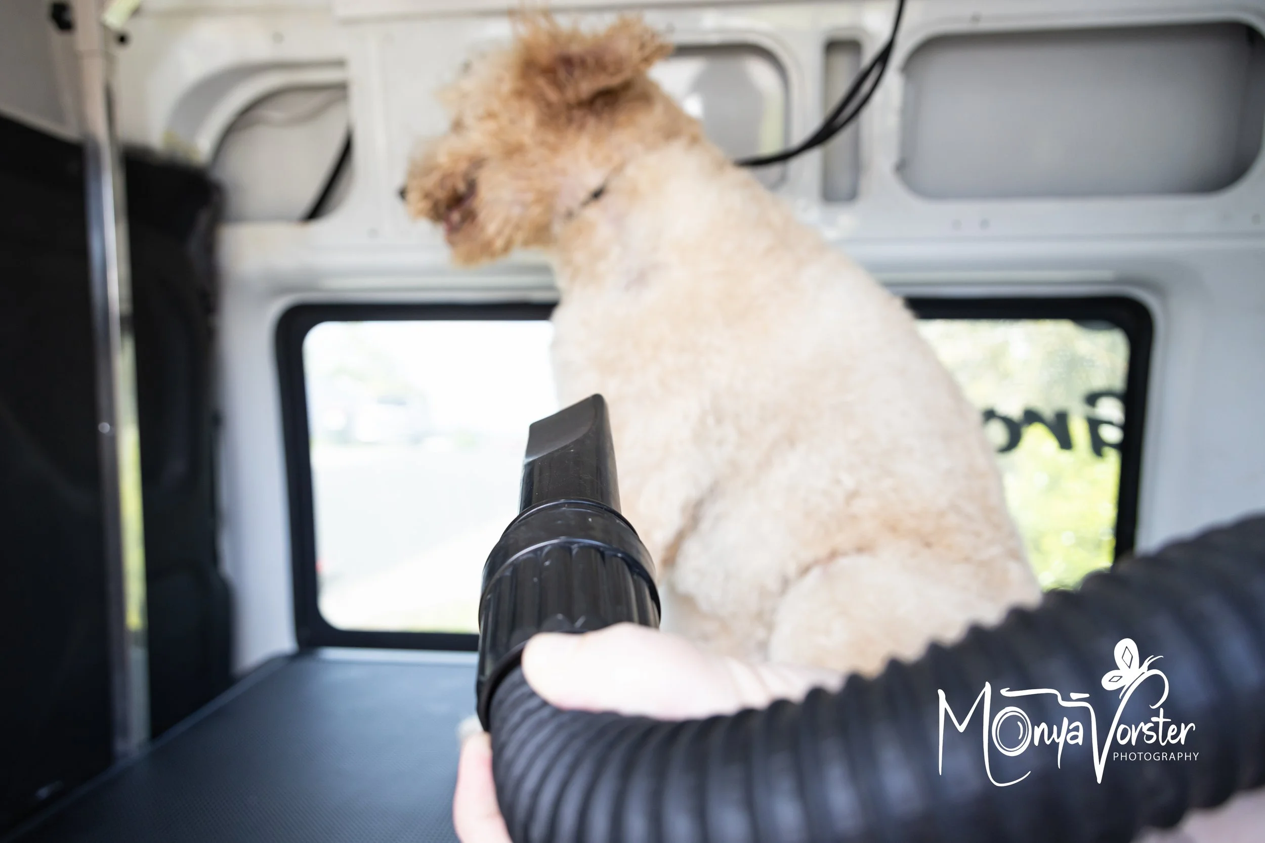 Kiwi Paws Jade 2024 Social media-29.JPG