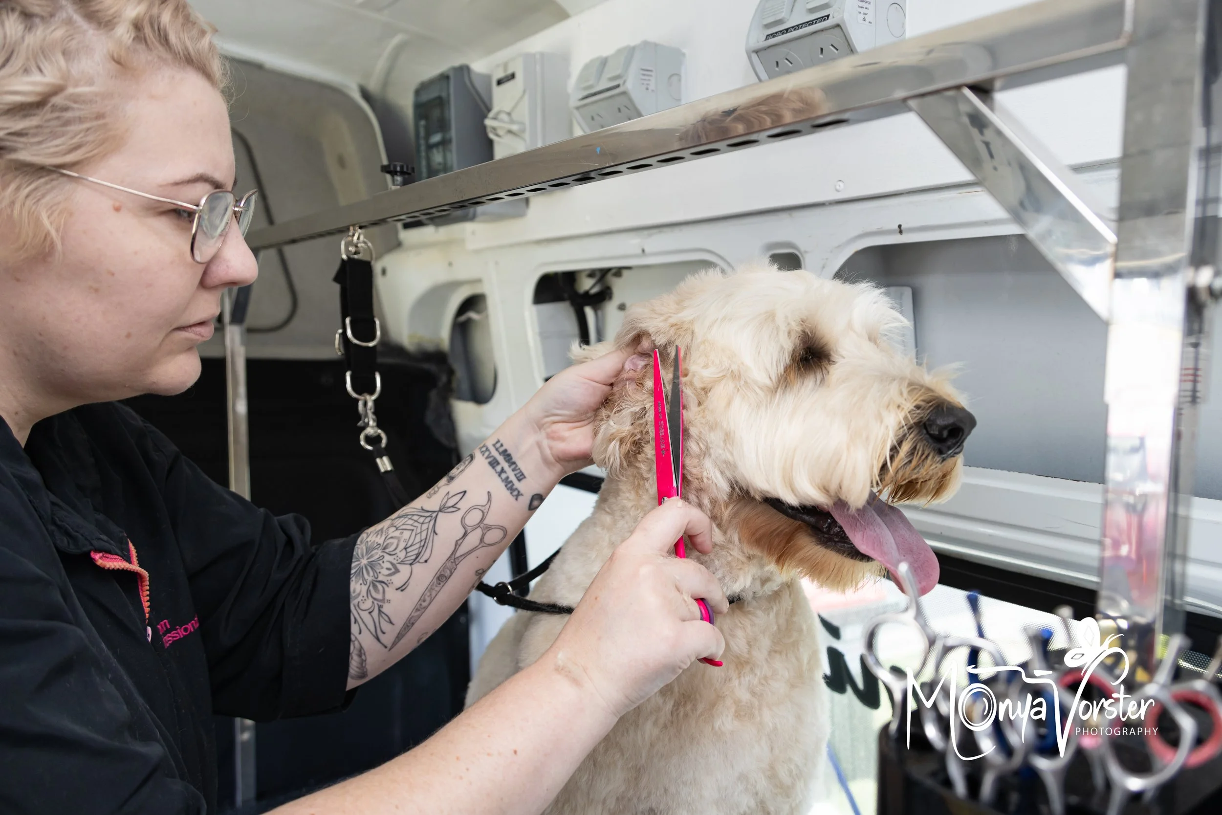 Kiwi Paws Jade 2024 Social media-17.JPG