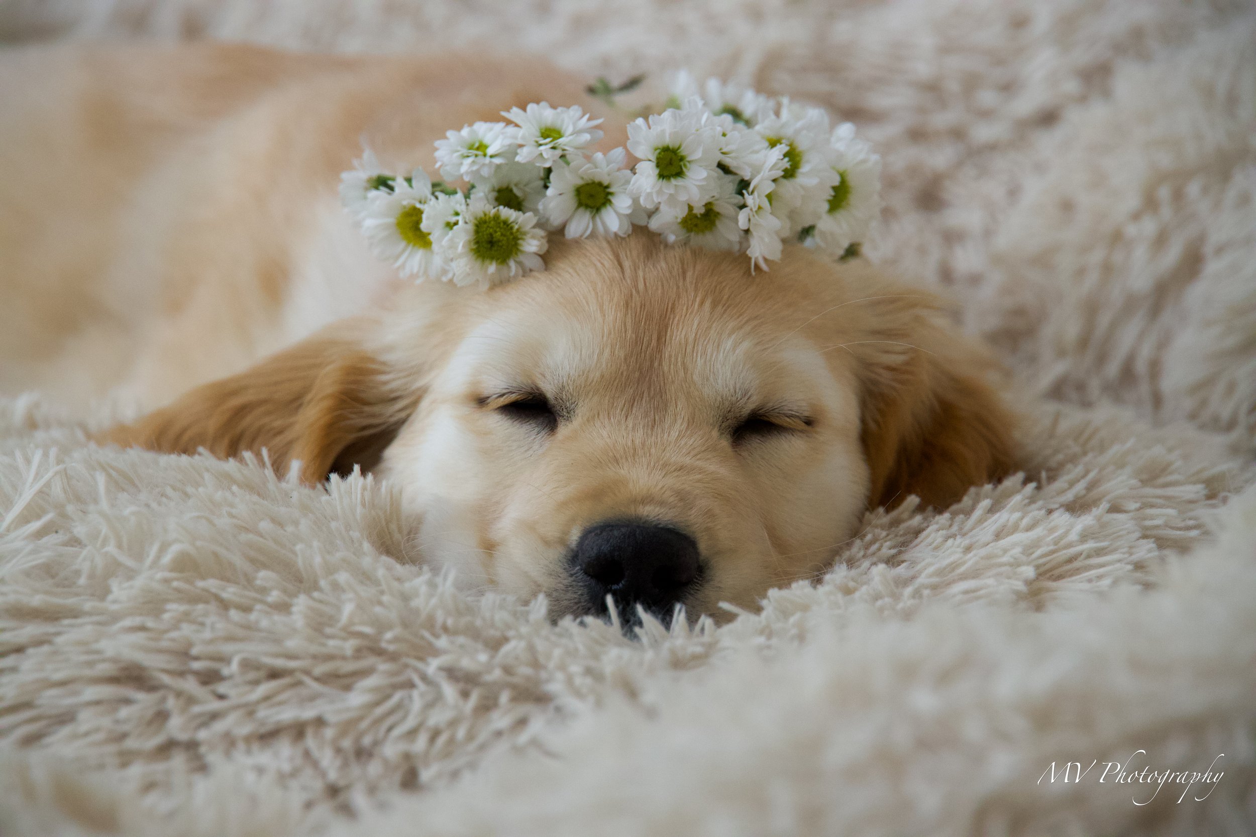 Daisy and Family-104.jpg