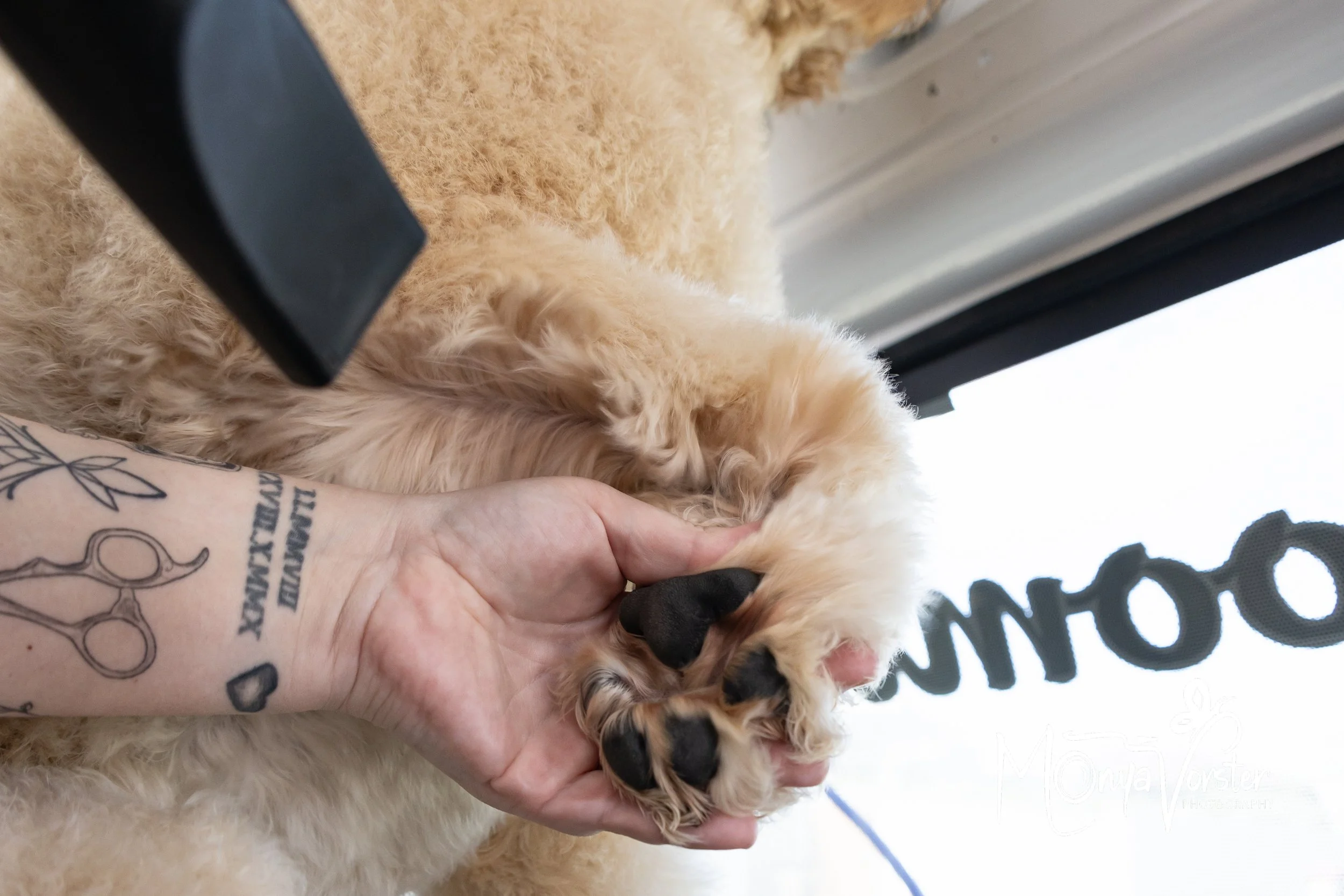 Kiwi Paws Jade 2024 Social media-26.JPG