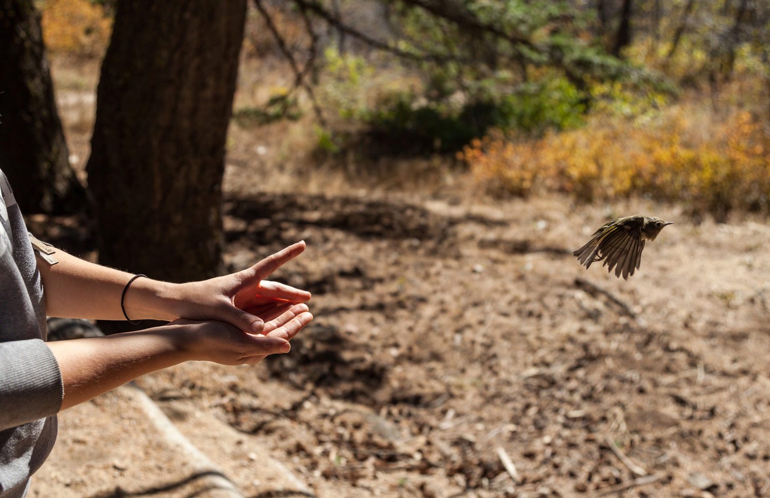 banded song bird released out of hand and flies away.jpg