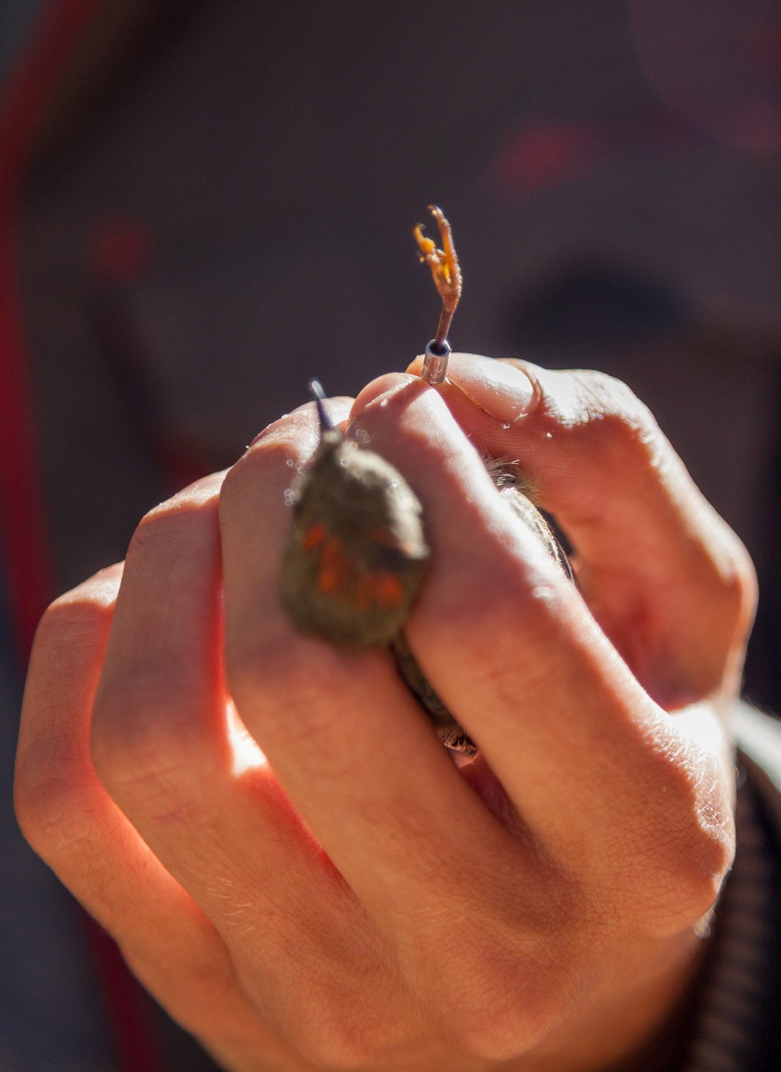 song bird in hand with leg band on bird research.jpg