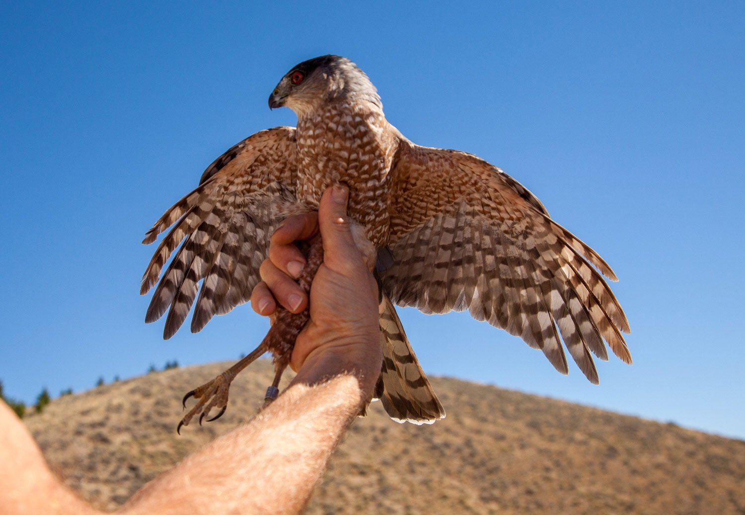 hawk in a researcherss hand before being let go.jpg