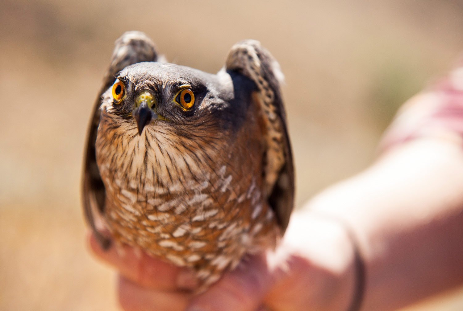 banded hawk stares into camera before release.jpg