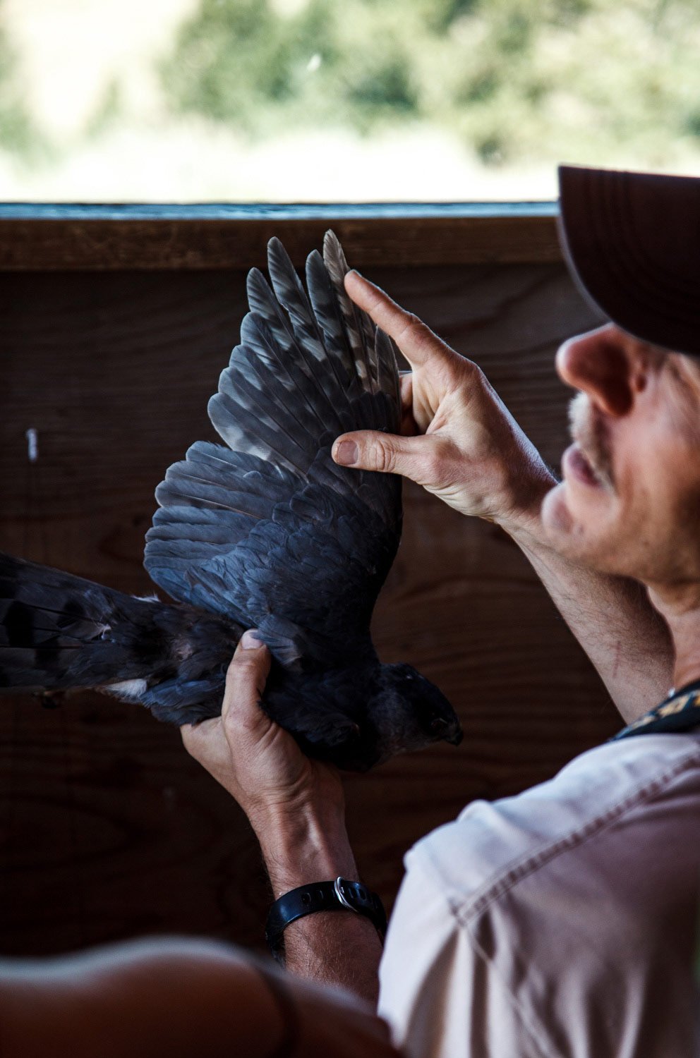 researcher spreads the wing of a captured raptor research photography.jpg