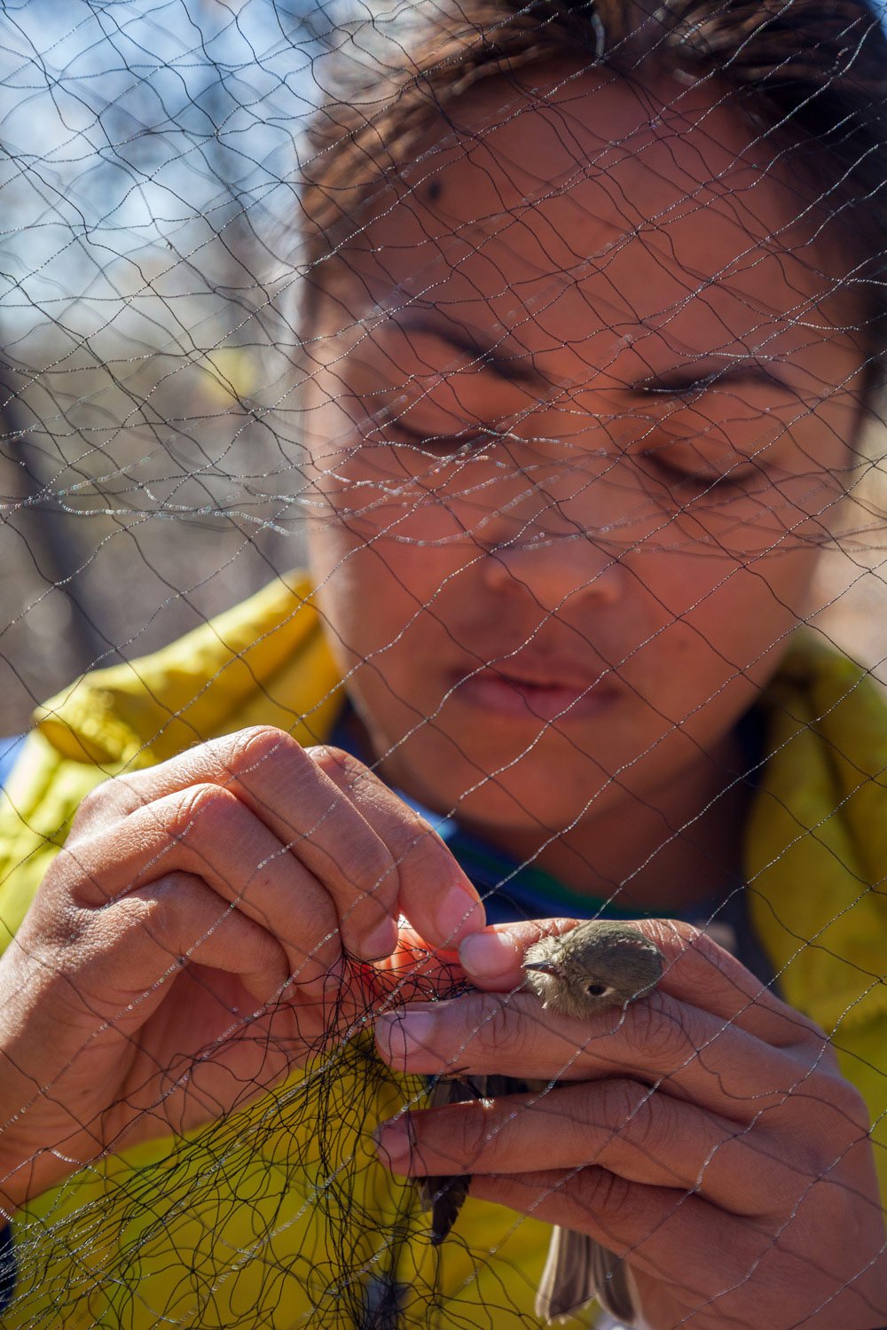 song bird being unnetted for research above boise idaho.jpg