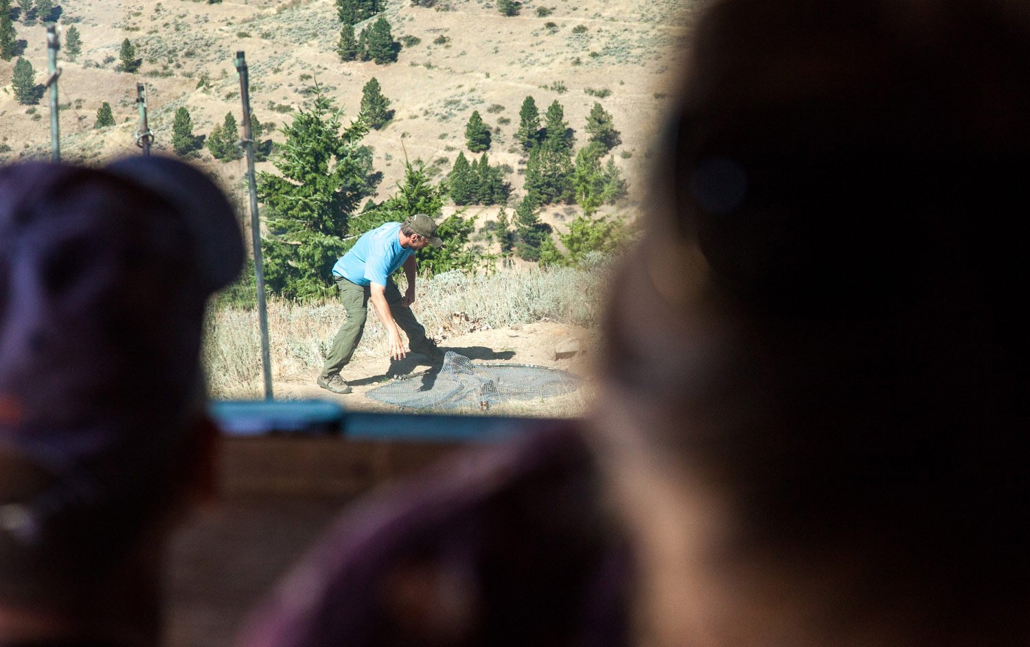 jay carlisle unnets a caught bird of prey at lucky peak bird observatory.jpg