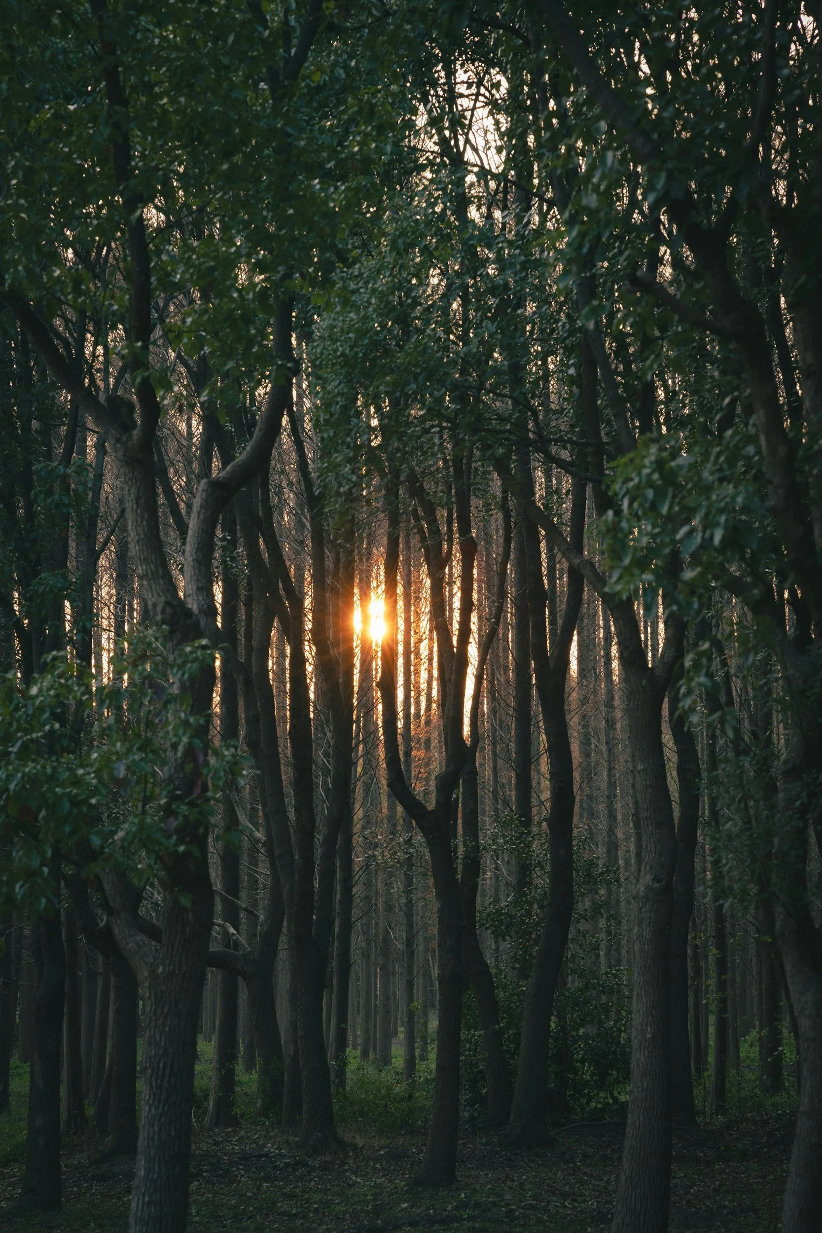 Sunset or sunrise shining through a dense forest with tall trees and green foliage.
