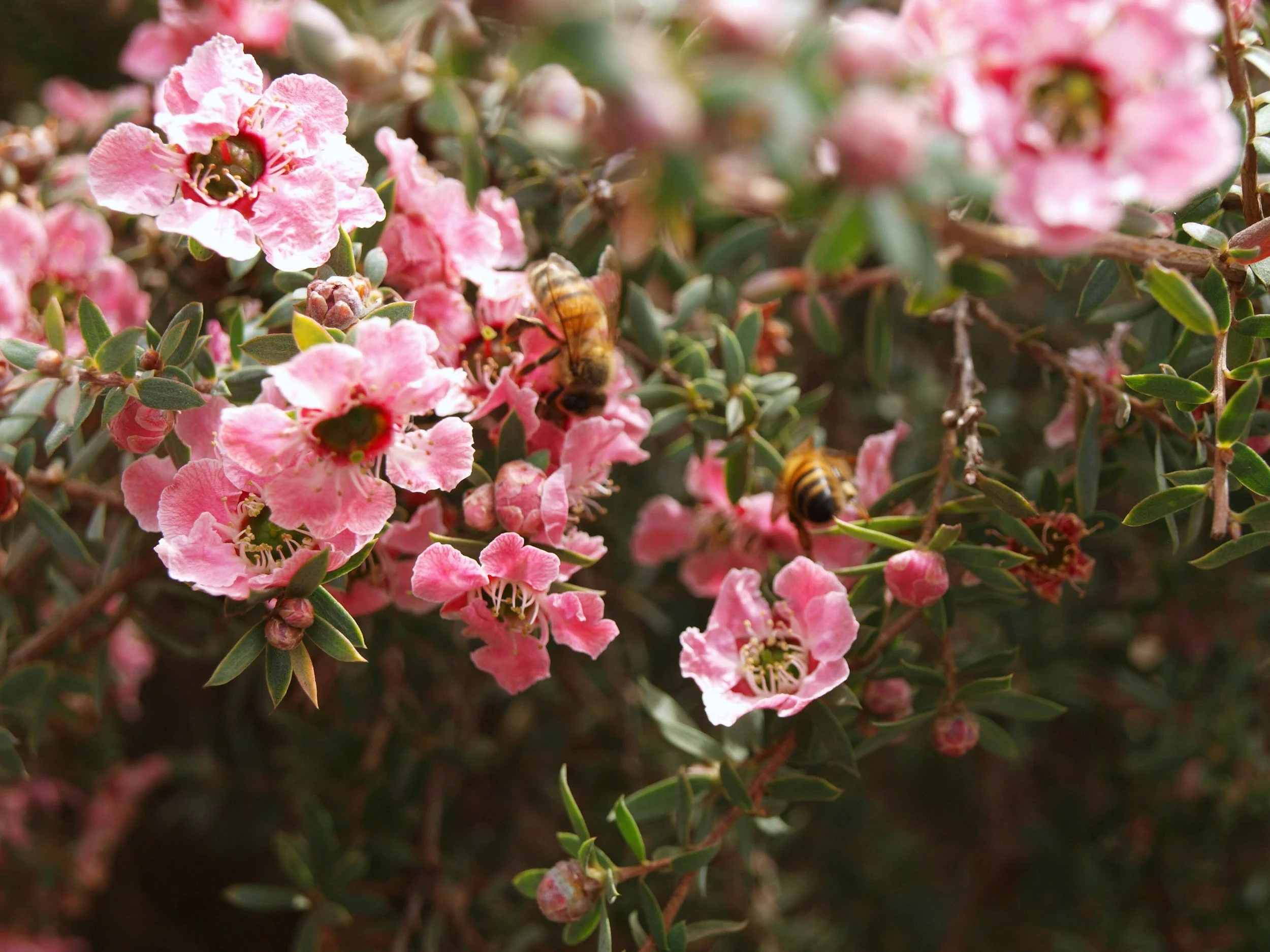 Close-up of pink flowers with bees collecting nectar among green leaves.