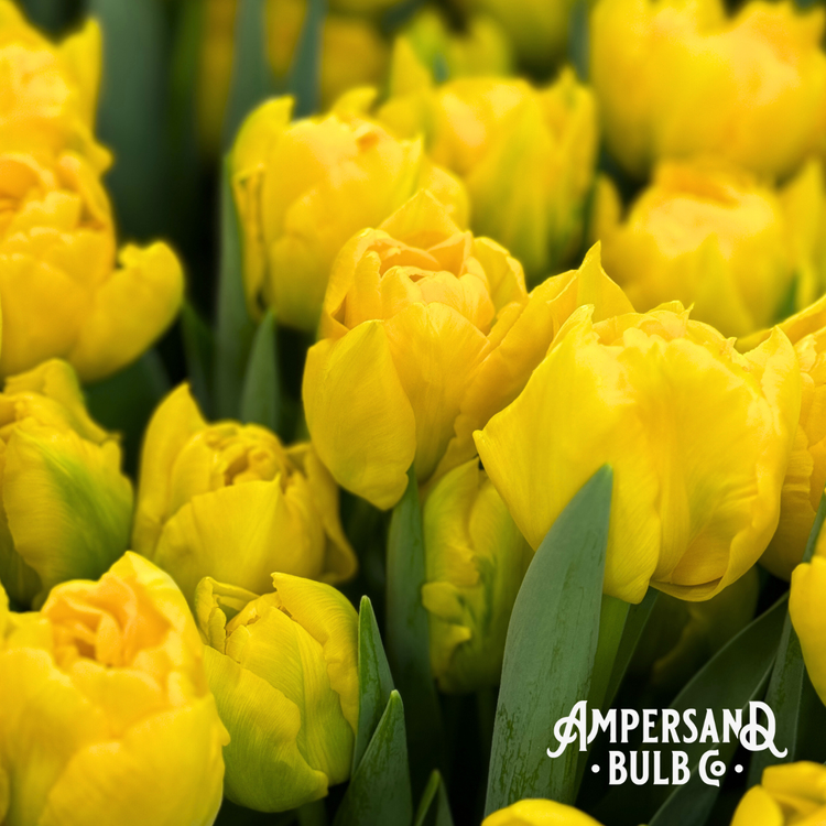 Marie Jo Tulip - 9C