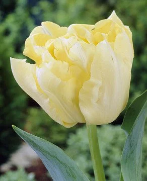 Yellow Symbiose Tulip
