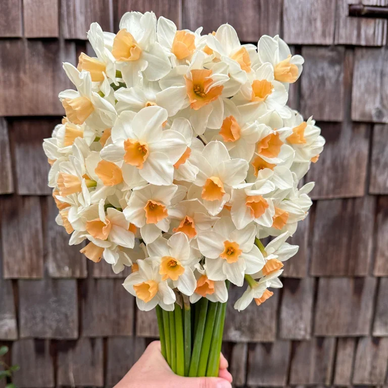 Daffodil - Kapiti Peach