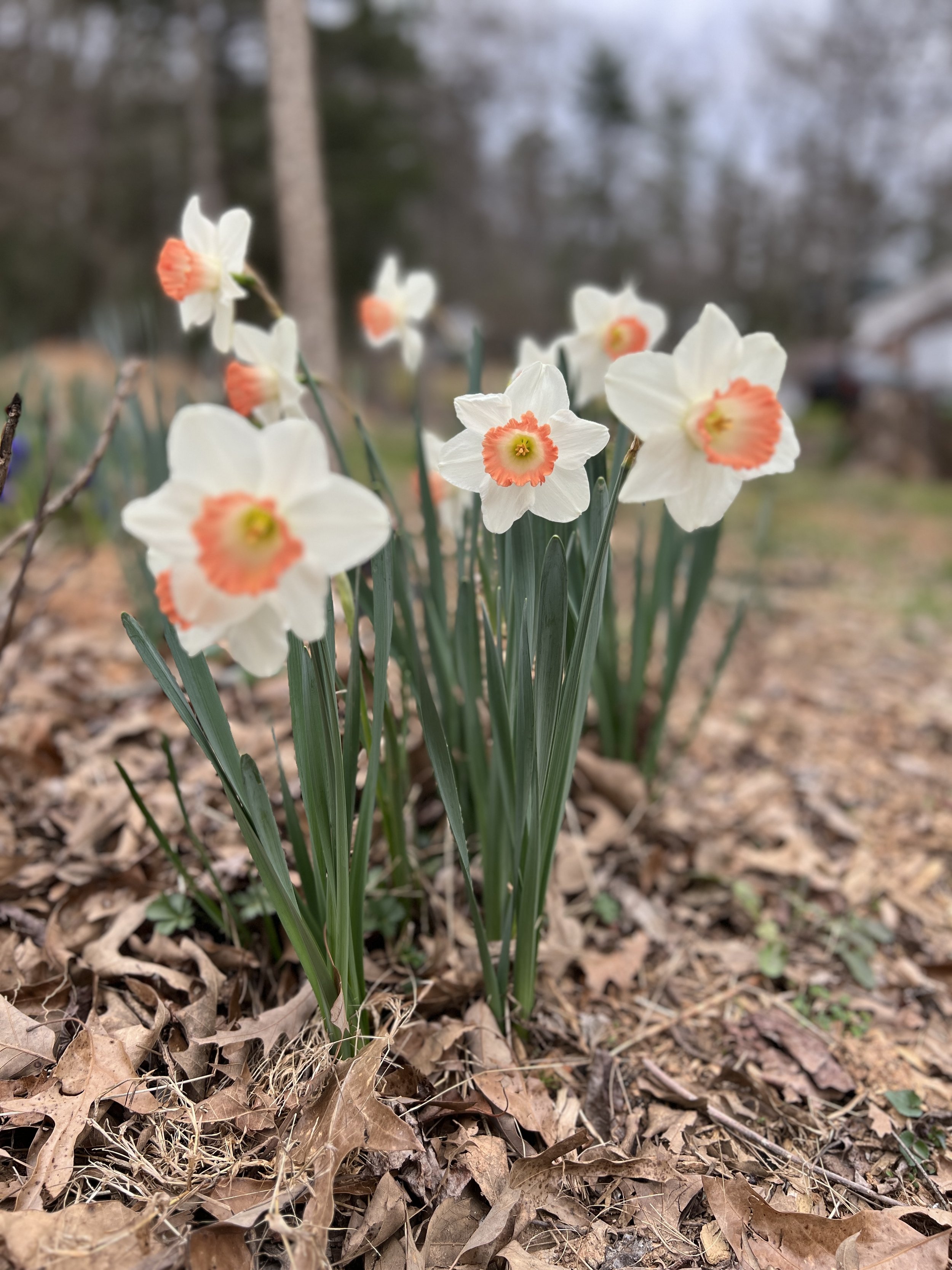 IMG_0503.jpeg
