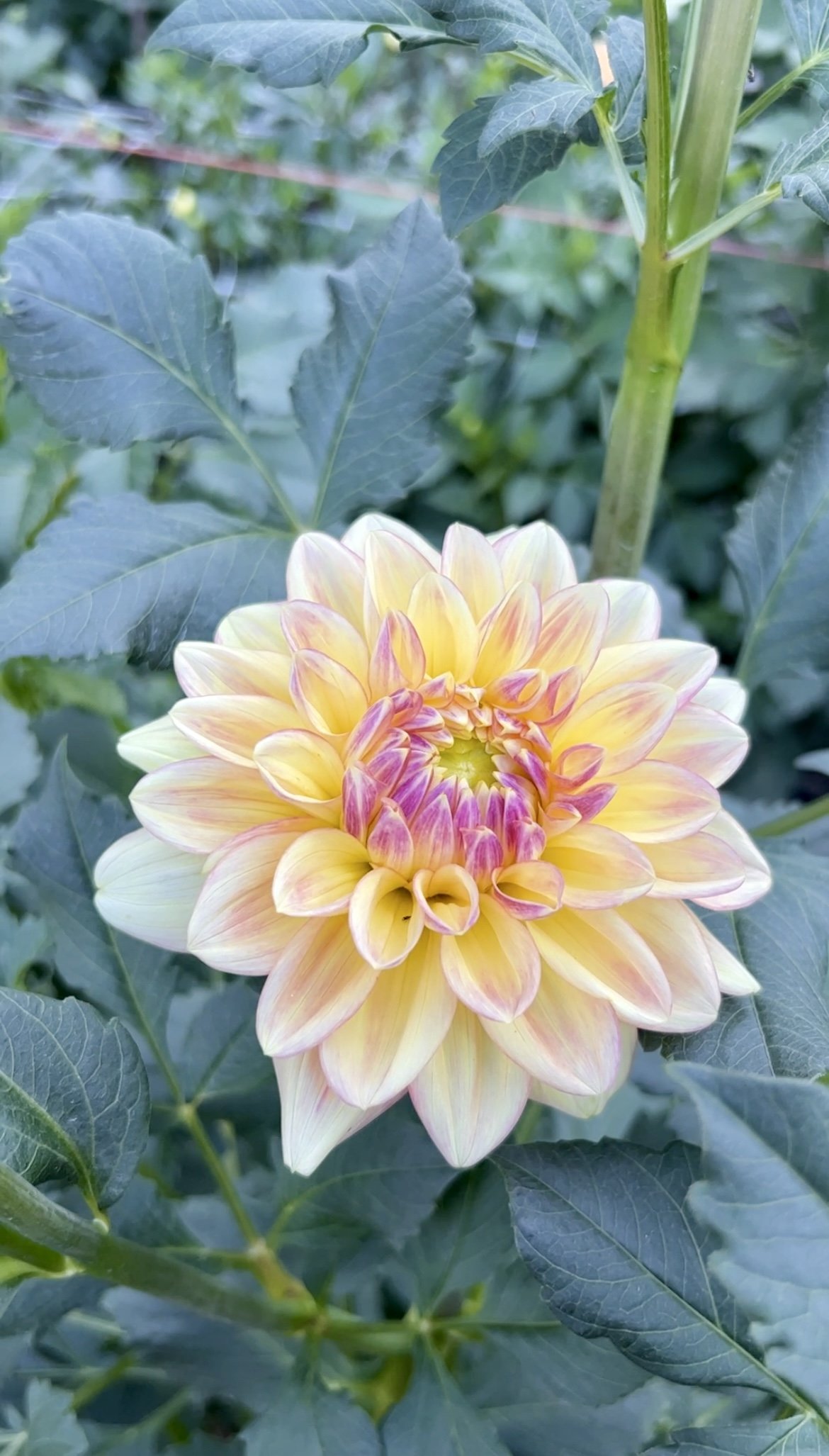 Wyn's New Pastel
