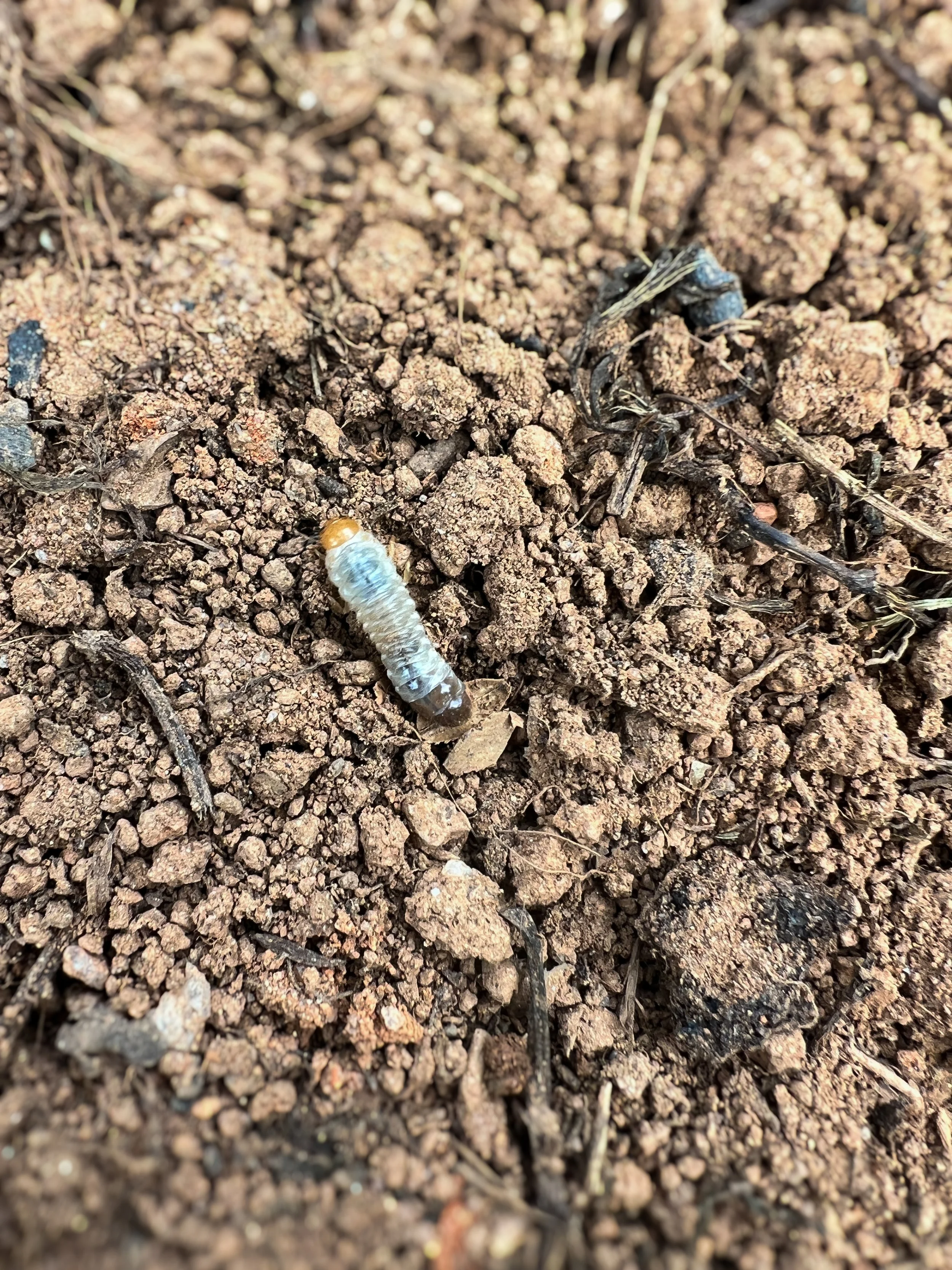 Japanese Beetles: The Buttholes Are Back