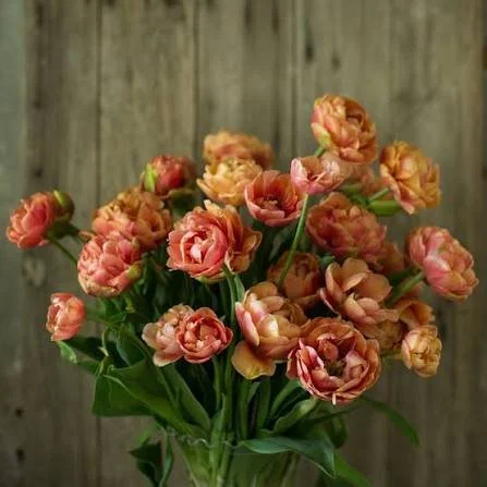Copper Image Tulip